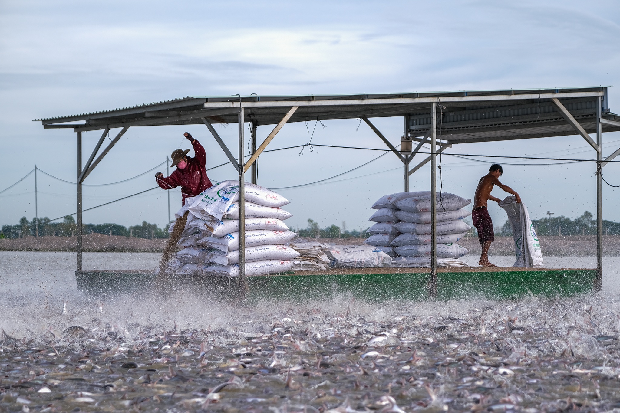 Can canh 'thu phu' ca tra tram trieu USD o mien Tay hinh anh