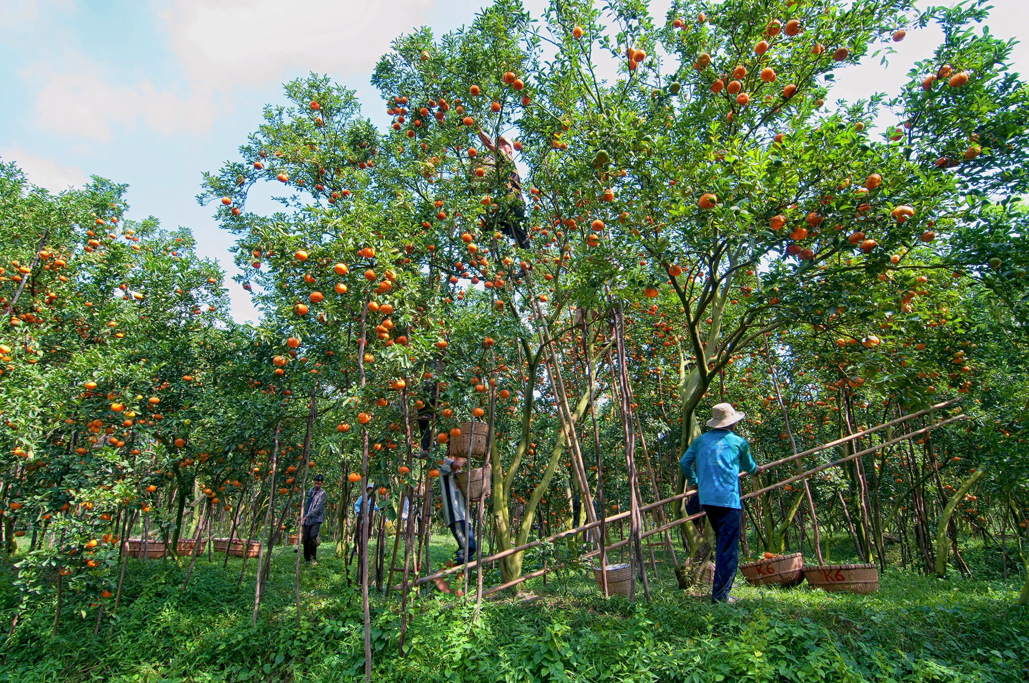 Le hoi quyt hong anh 4