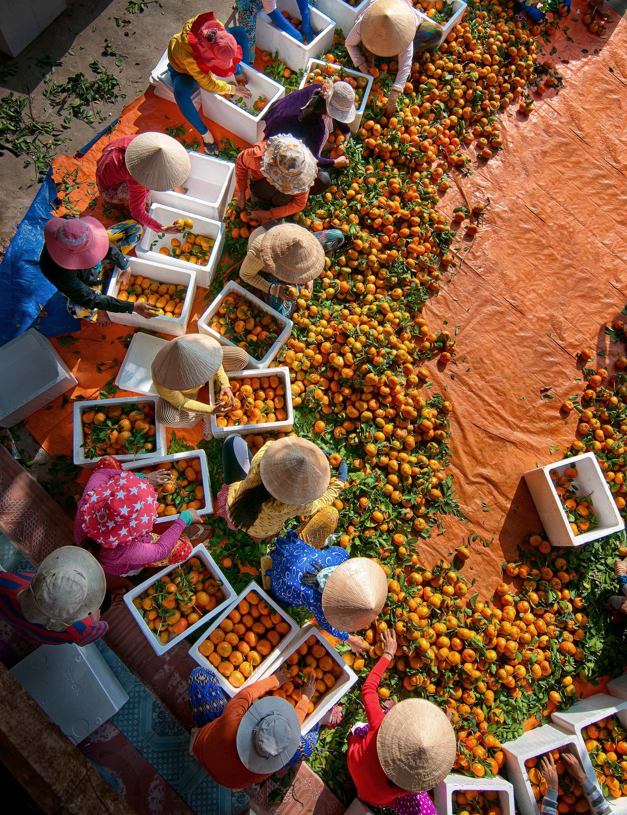 Le hoi quyt hong anh 8