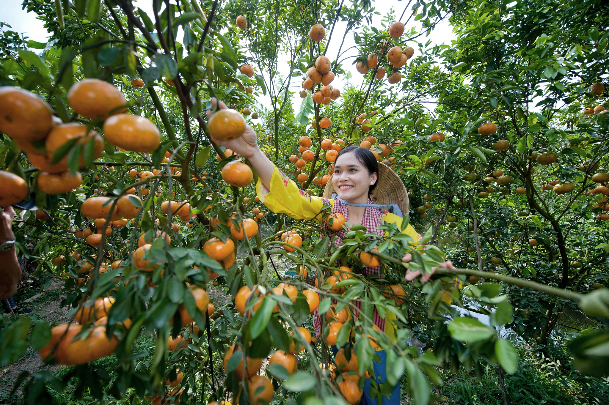 'Thu phu quyt hong' lon nhat mien Tay hinh anh