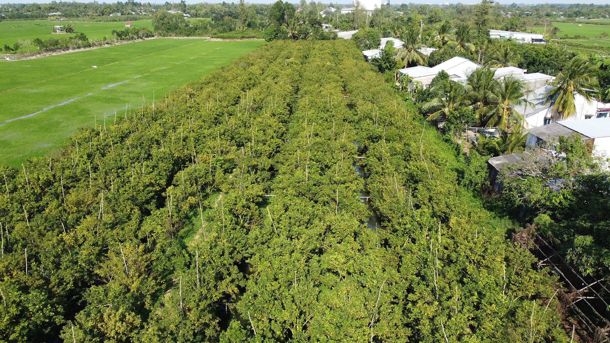 Le hoi quyt hong anh 1