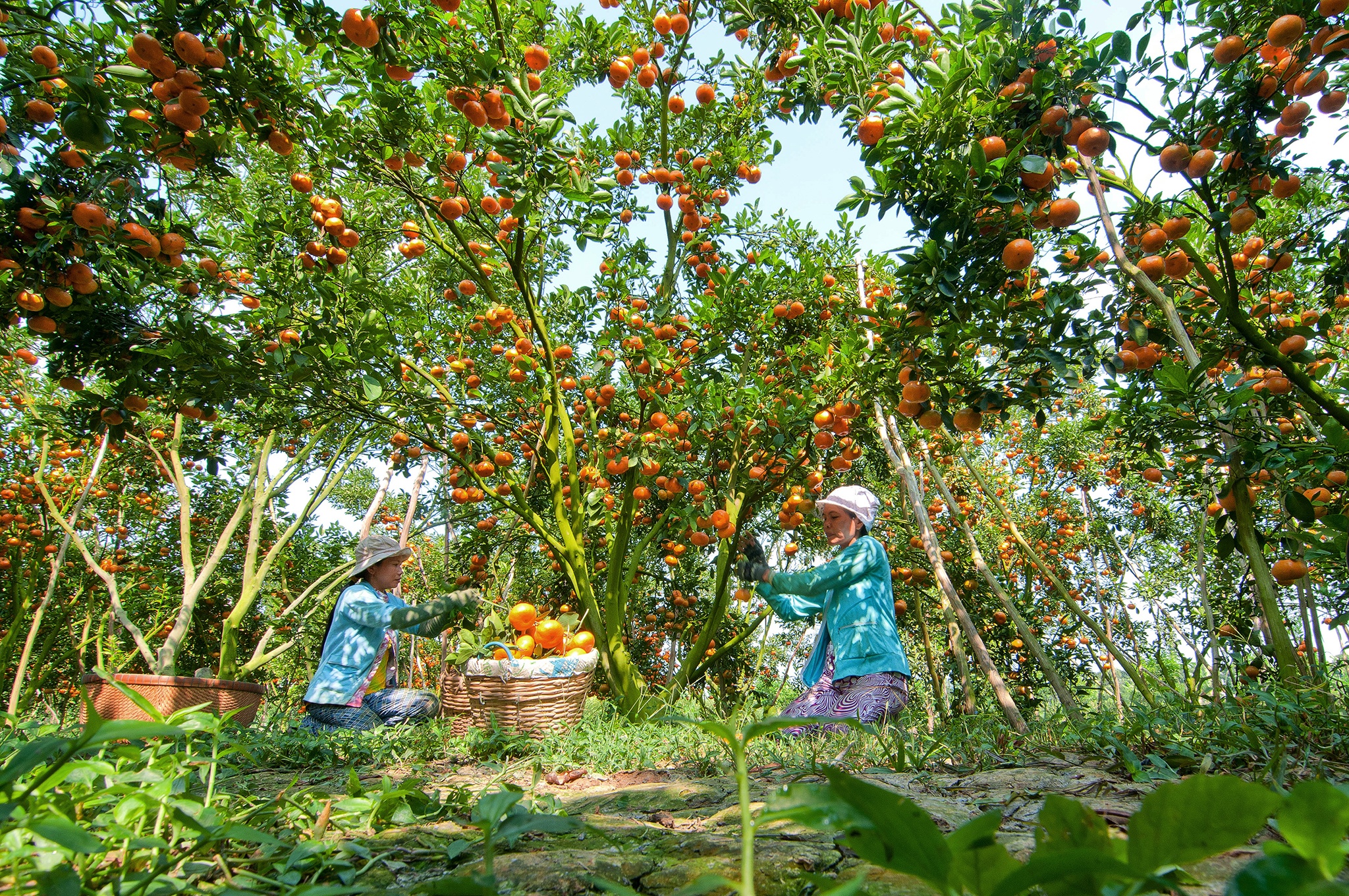 Le hoi quyt hong anh 2