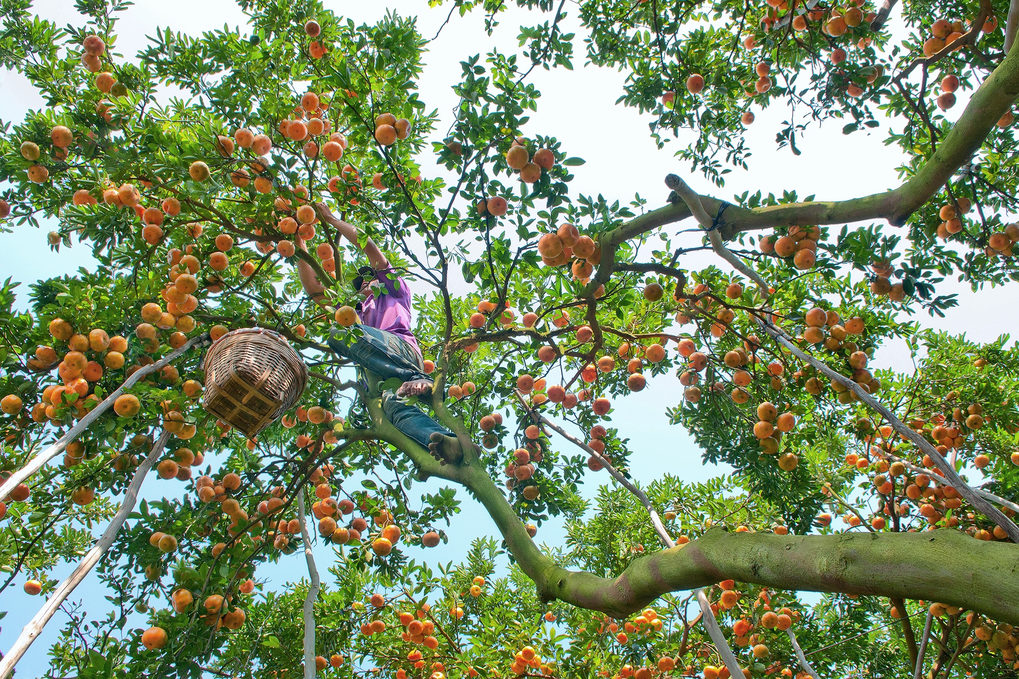 Le hoi quyt hong anh 3