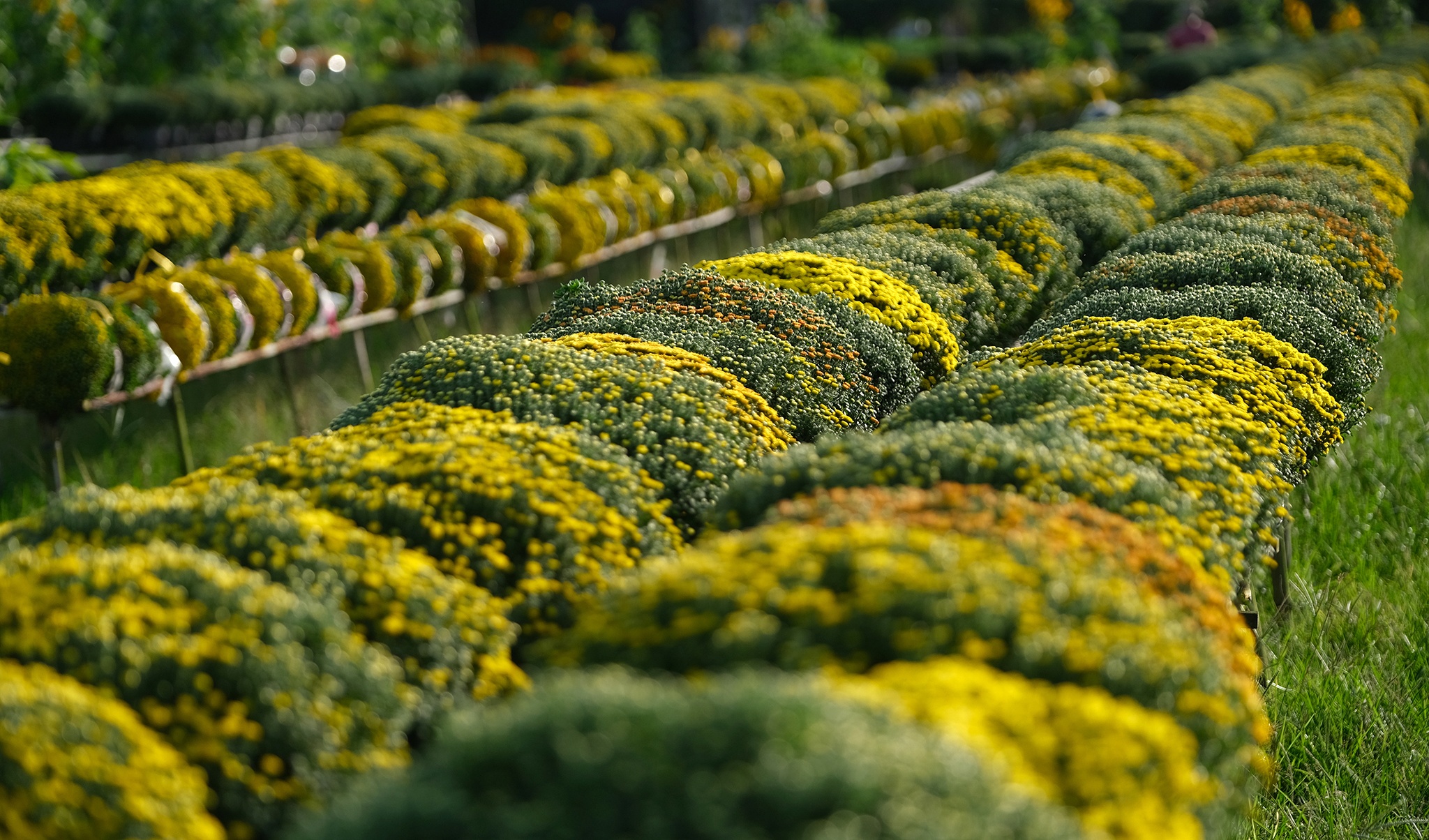 Lang hoa Sa Dec anh 2