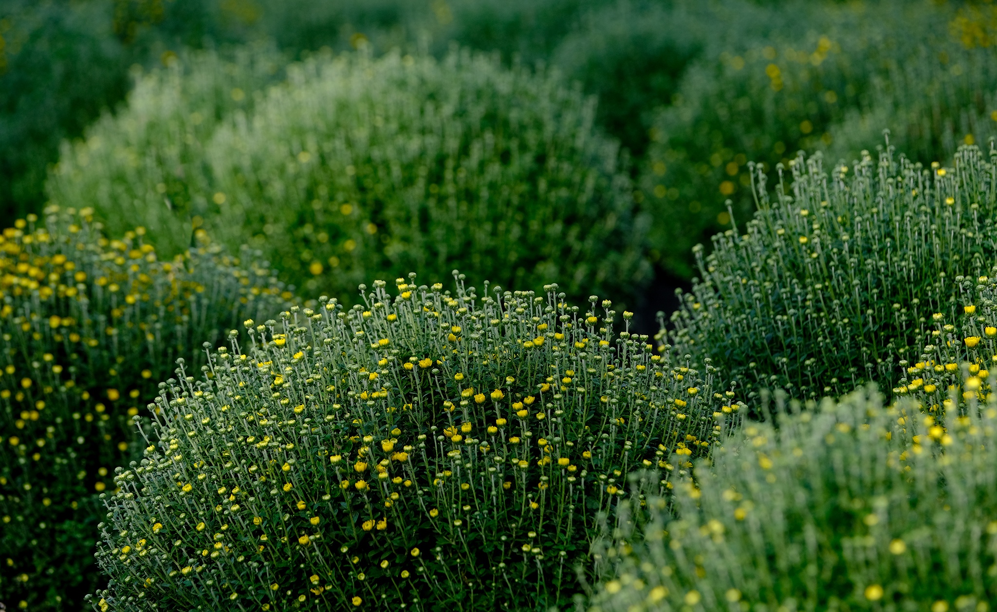 Lang hoa Sa Dec anh 6