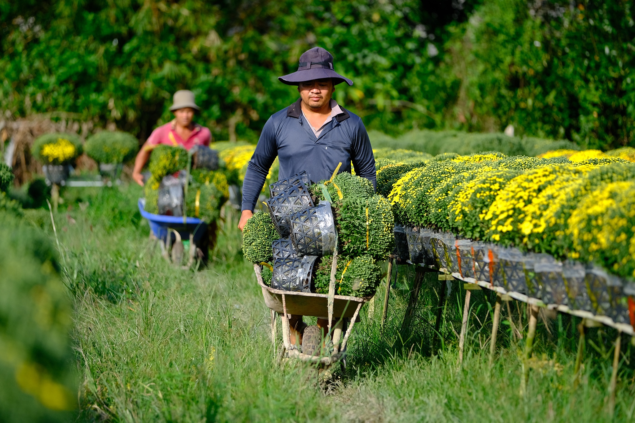 Lang hoa Sa Dec anh 9