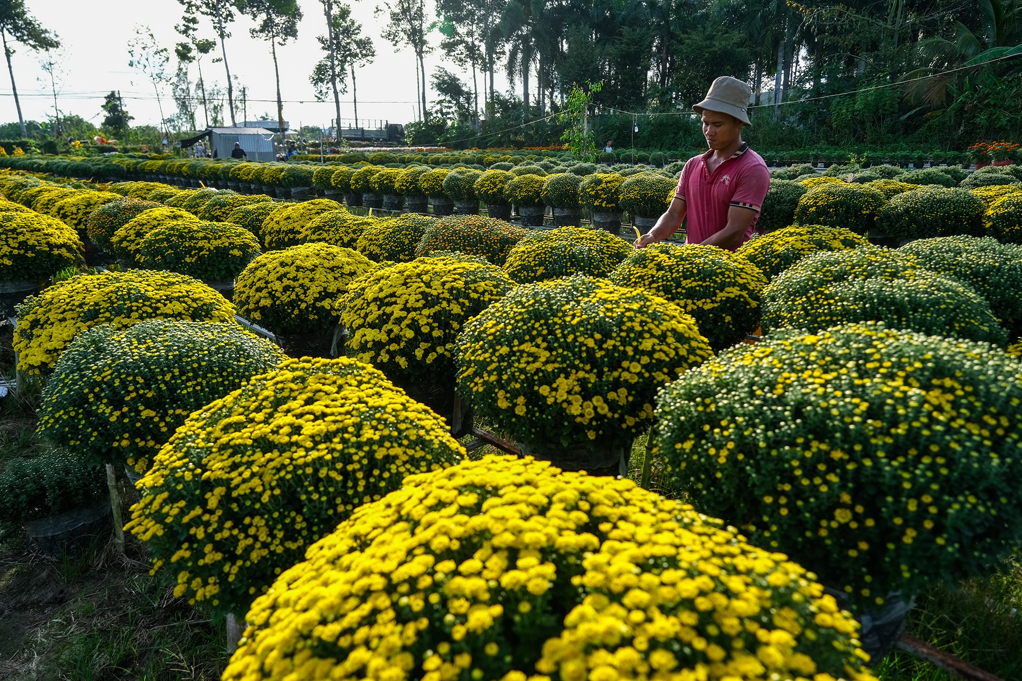 Lang hoa Sa Dec anh 4