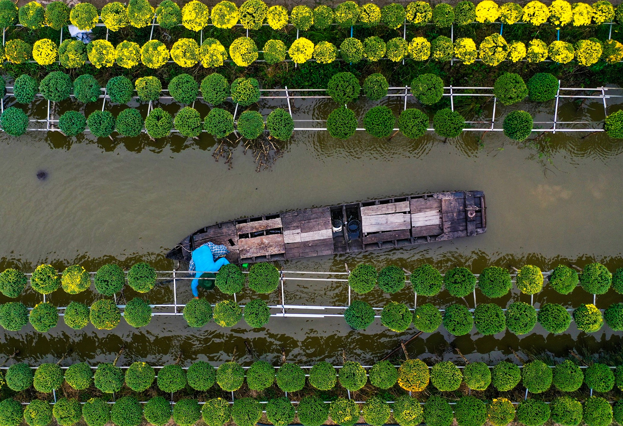 Lang hoa Sa Dec anh 5