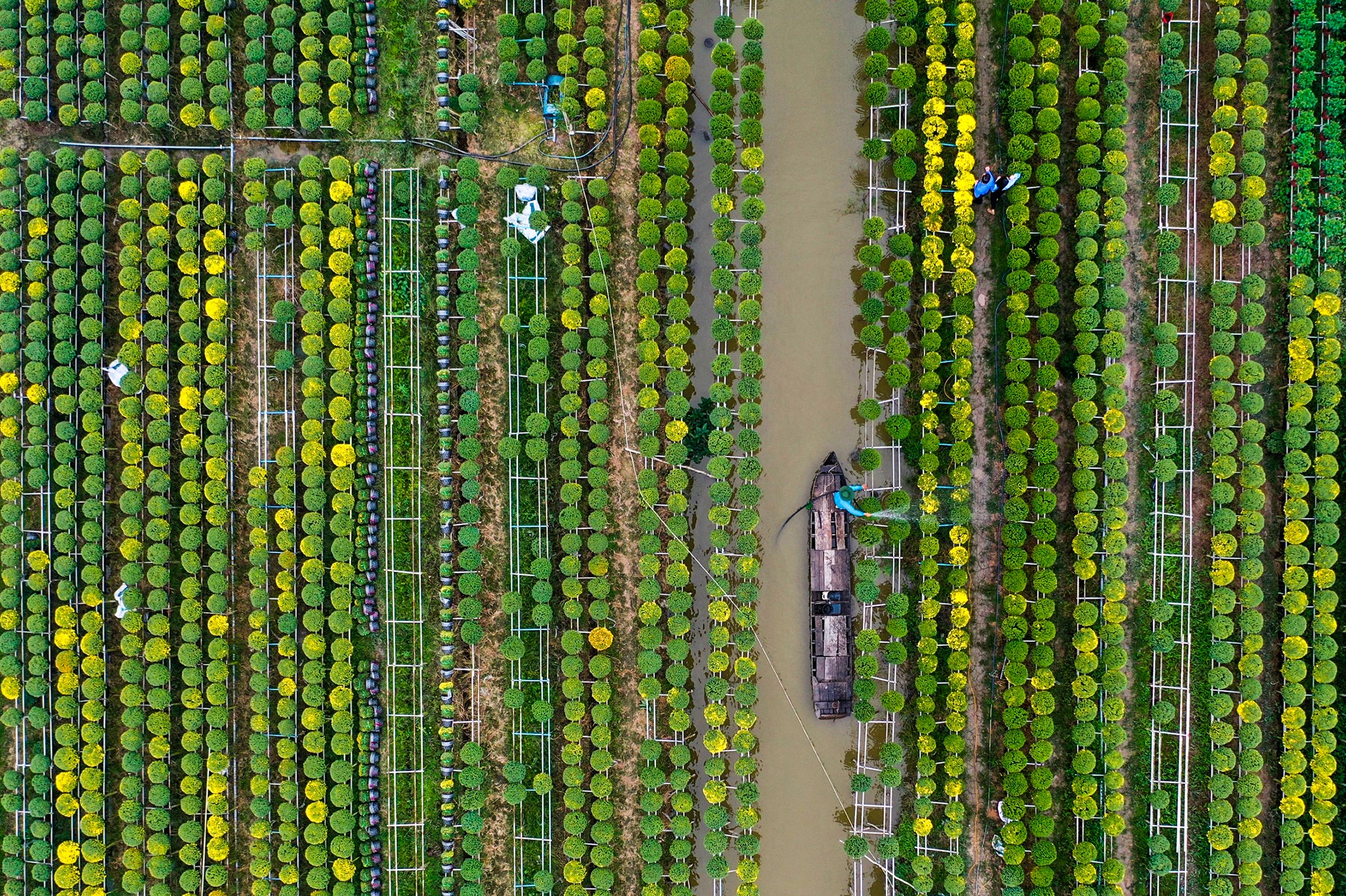 Lang hoa Sa Dec anh 1