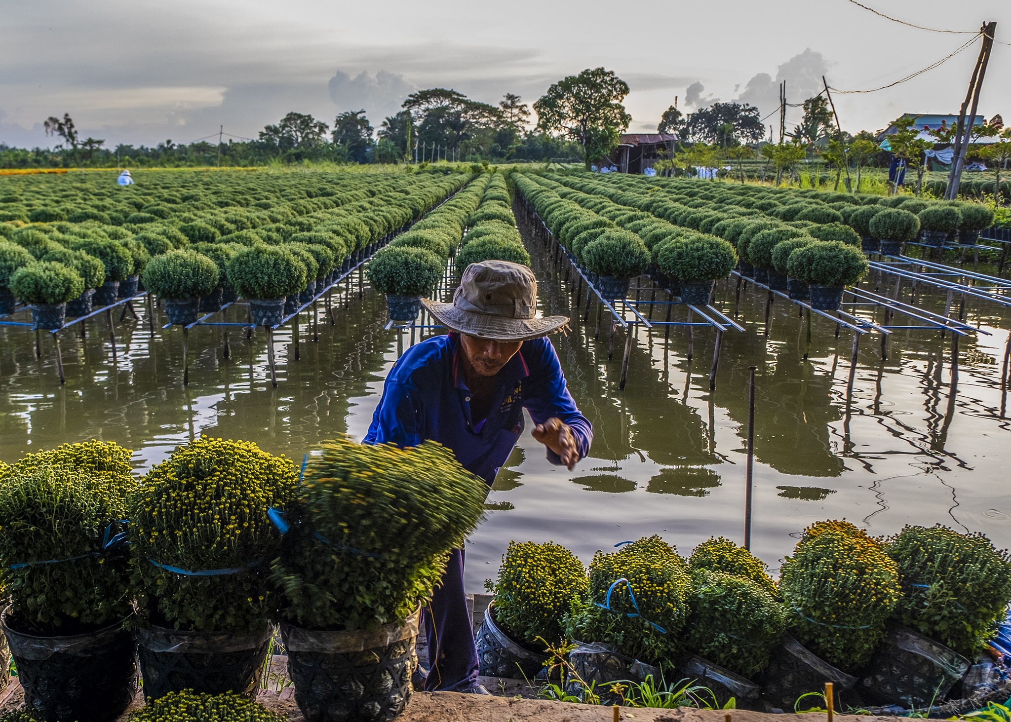 Lang hoa Sa Dec anh 7