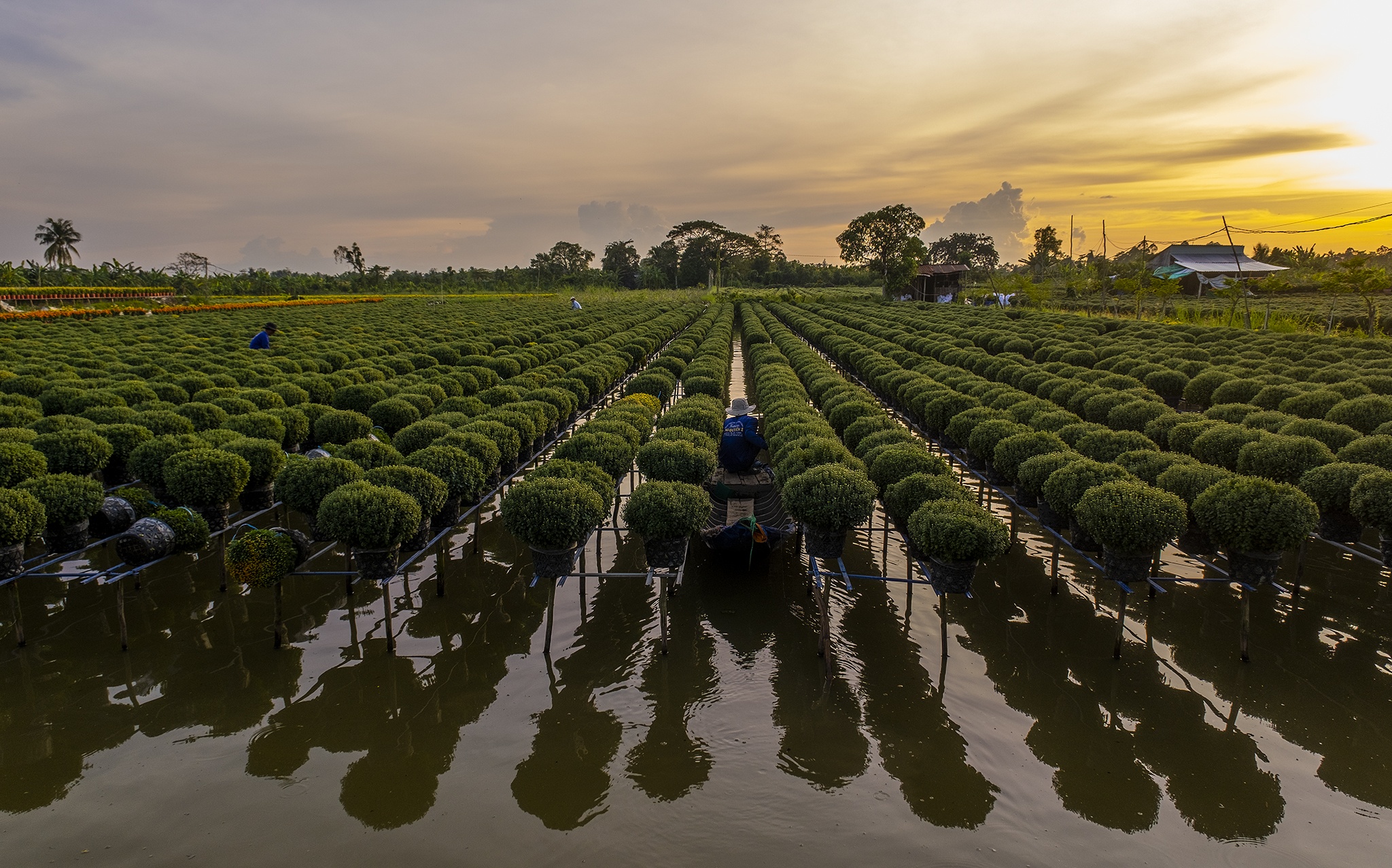 Lang hoa Sa Dec anh 12