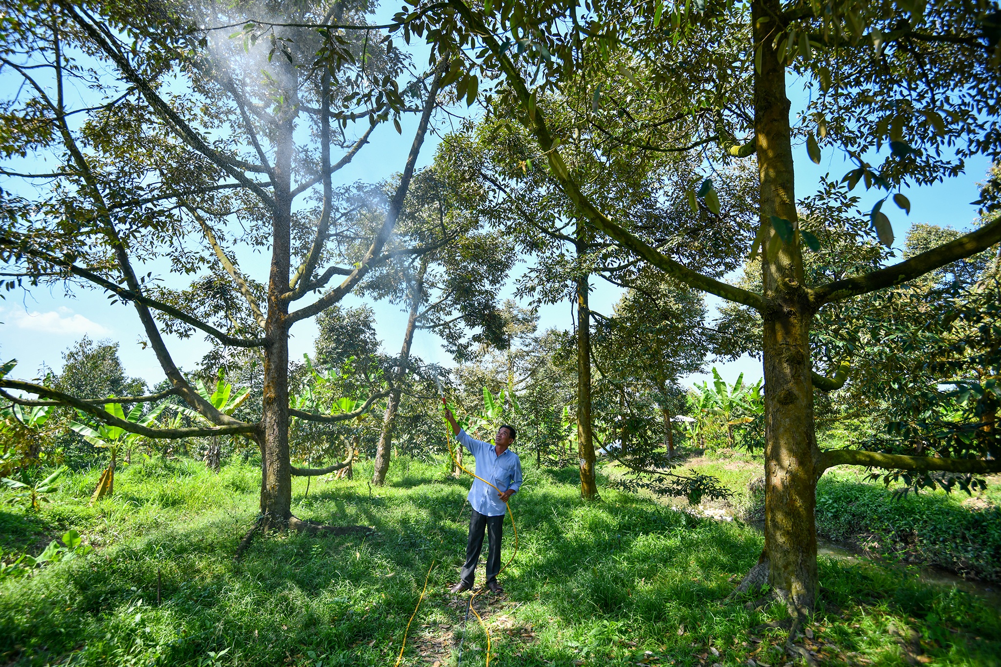 Sau rieng tang gia anh 1