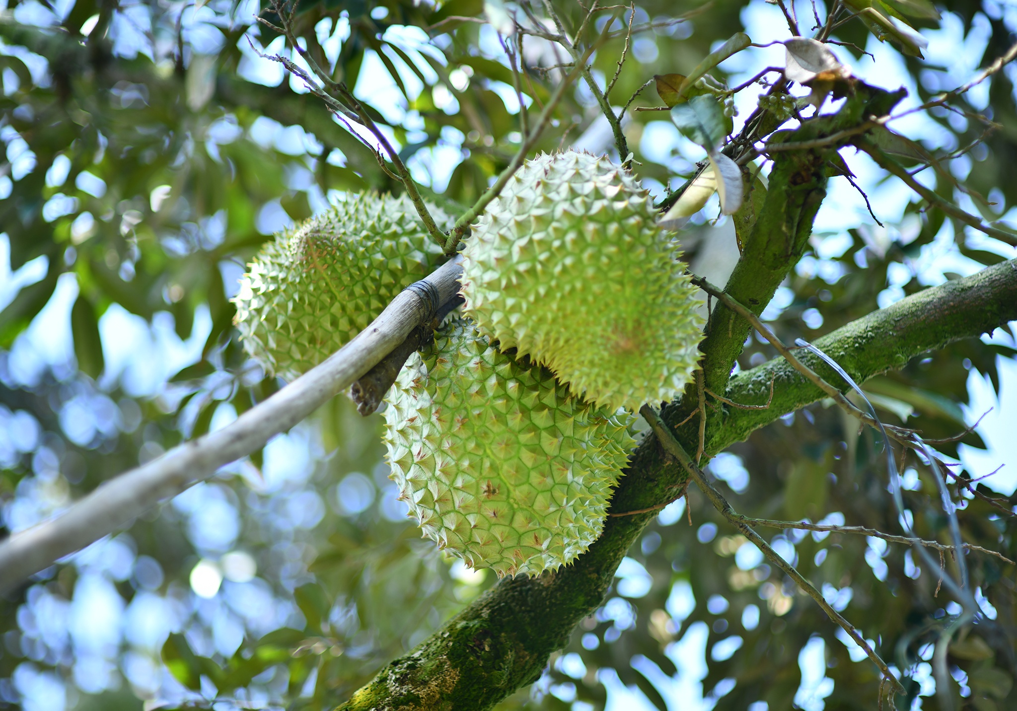 Sau rieng tang gia anh 2