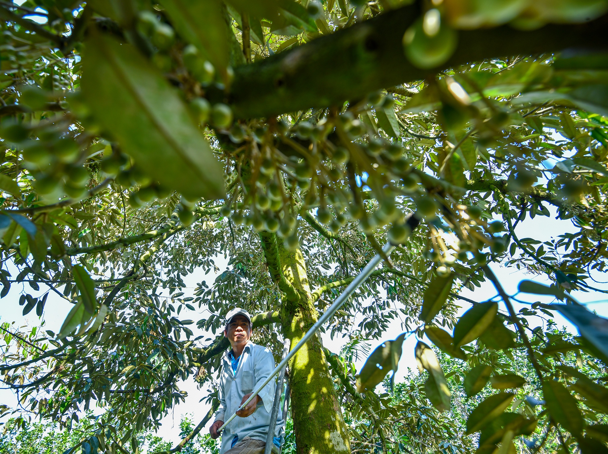 Sau rieng tang gia anh 3