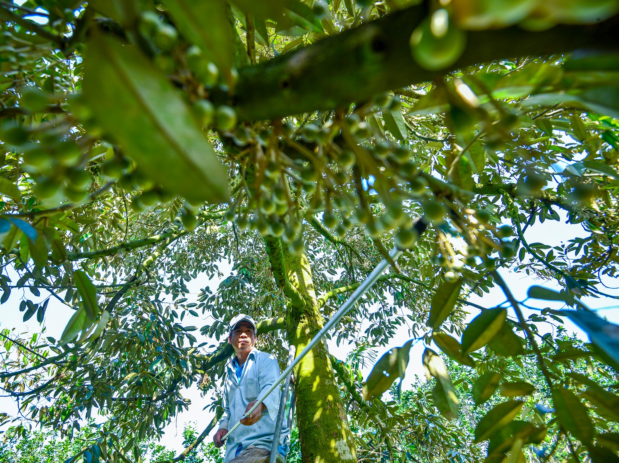 Nha vuon sau rieng mien Tay buoc vao mua vu gia cao hinh anh