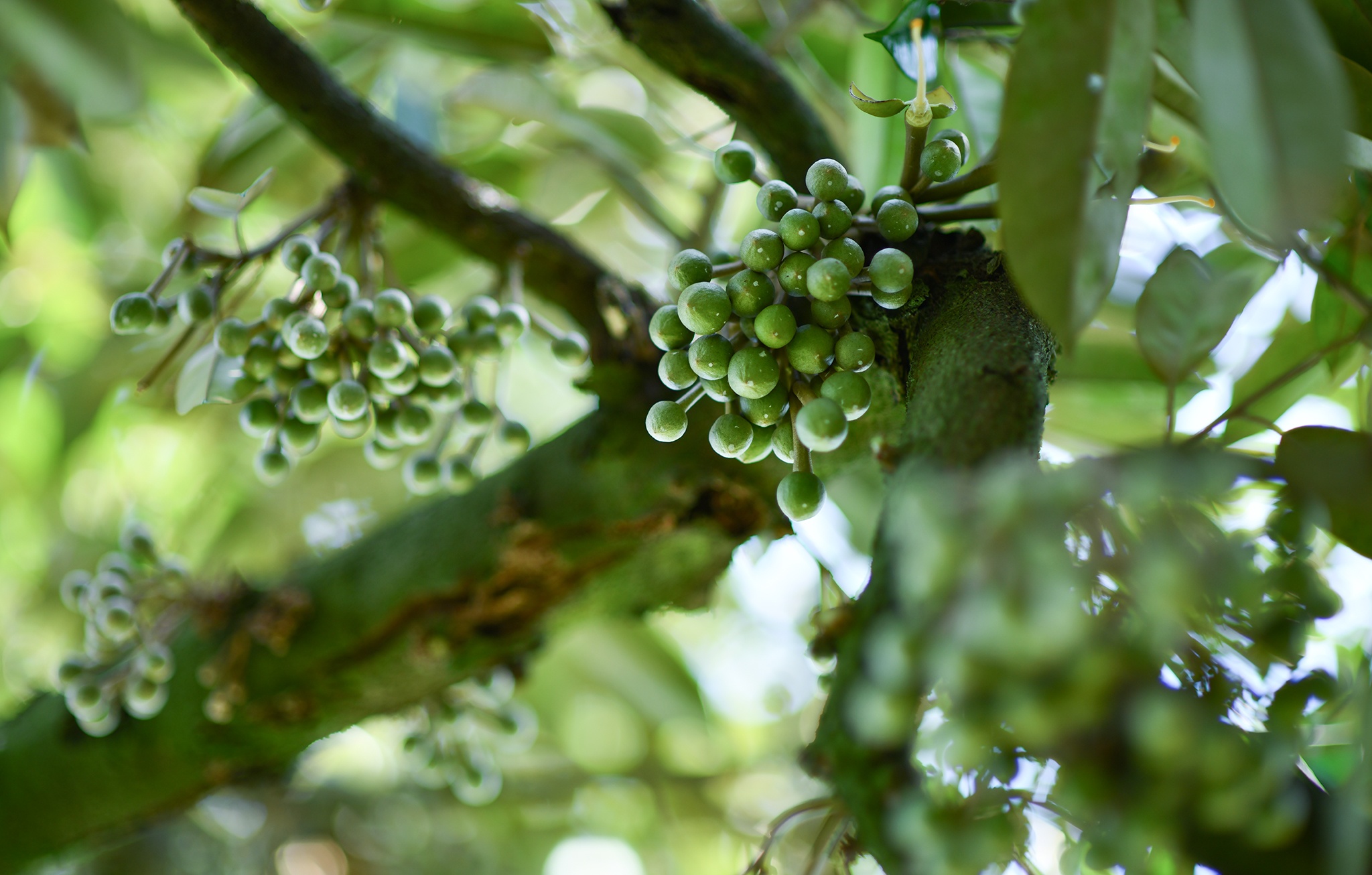 Sau rieng tang gia anh 5