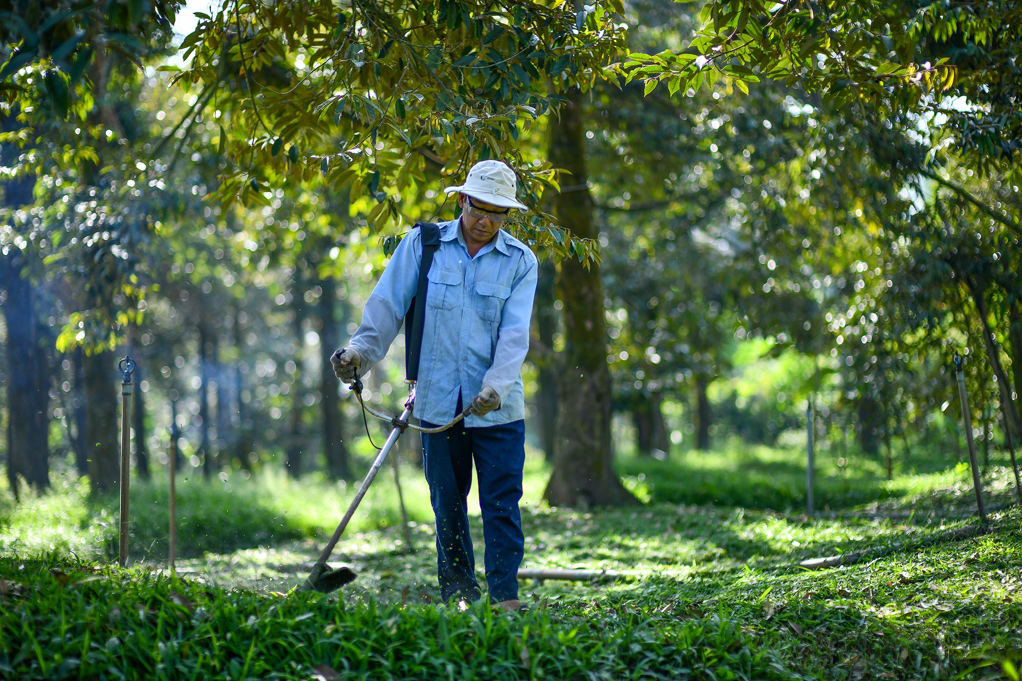Sau rieng tang gia anh 6