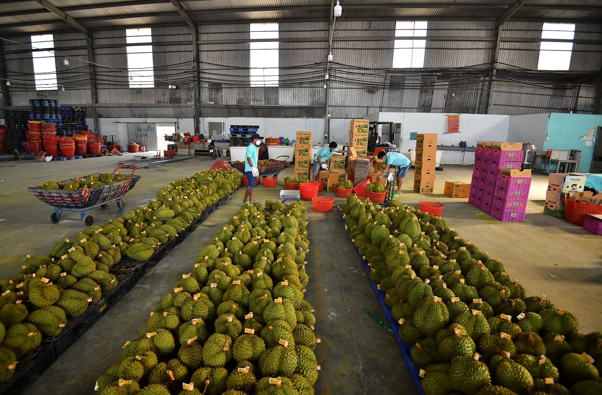 Sau rieng tang gia anh 1