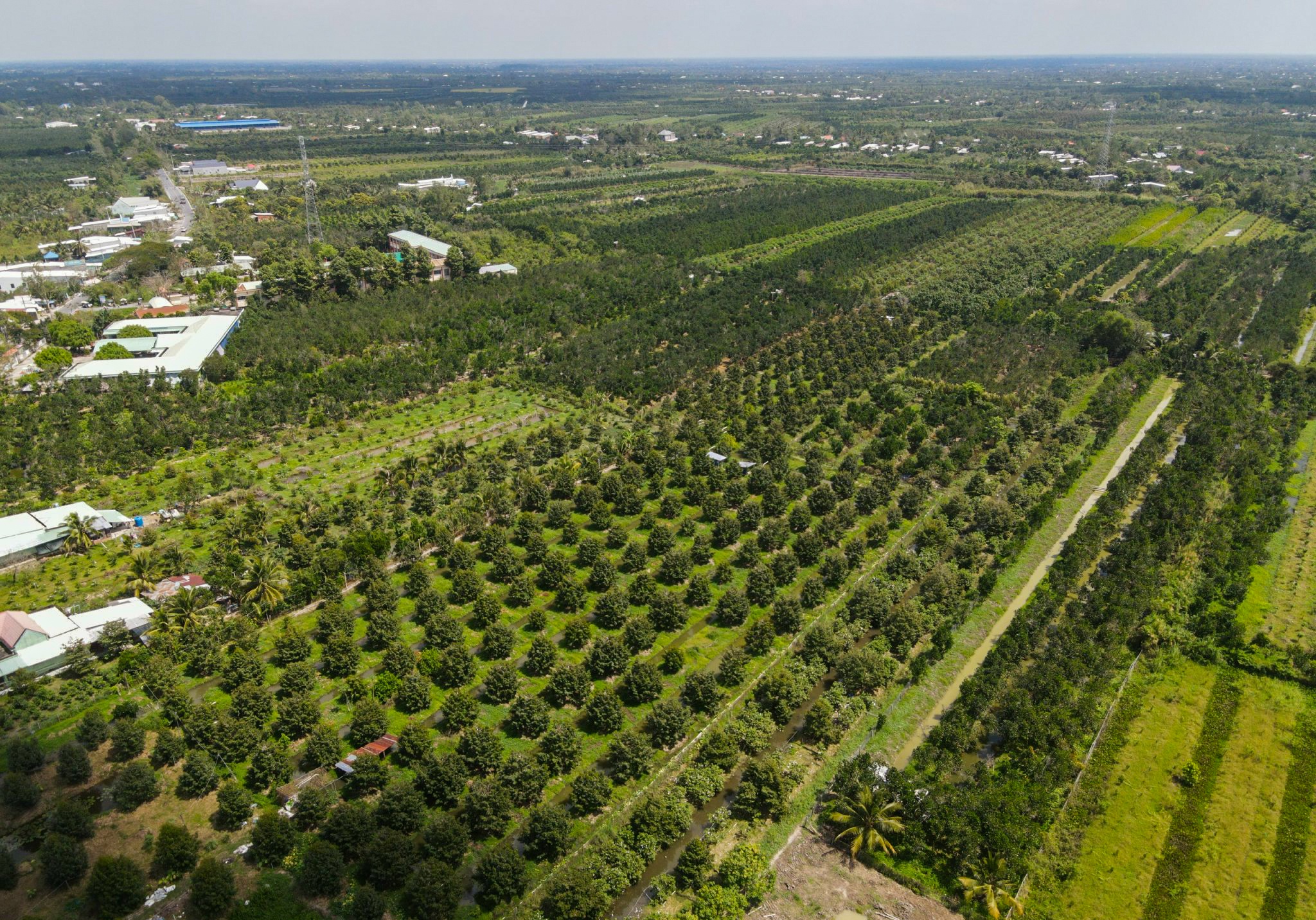 Sau rieng tang gia anh 8