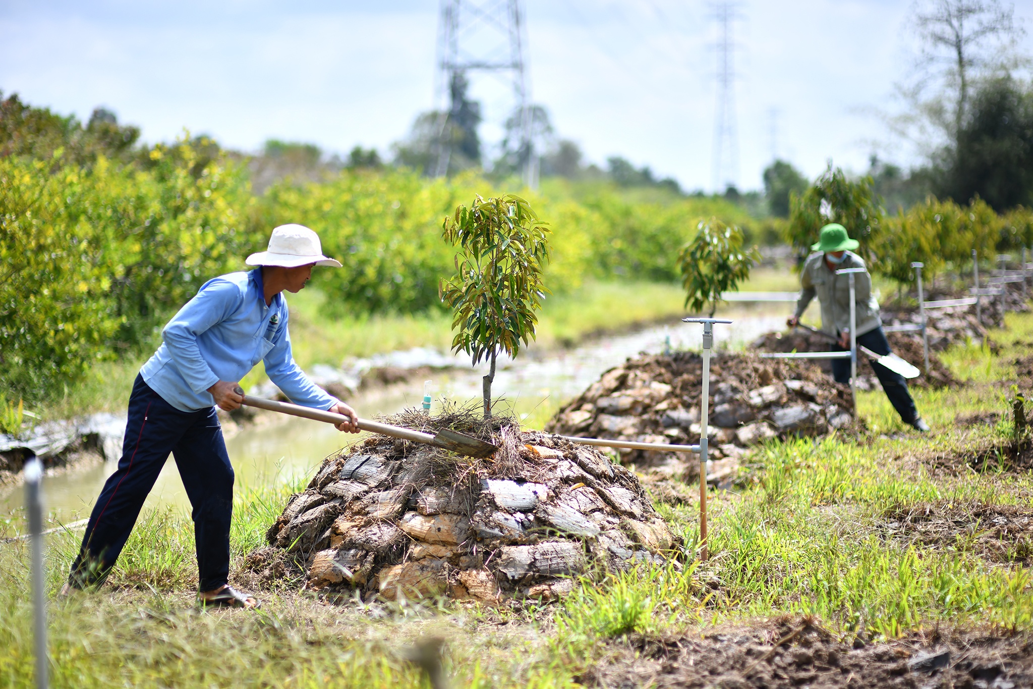 Sau rieng tang gia anh 7