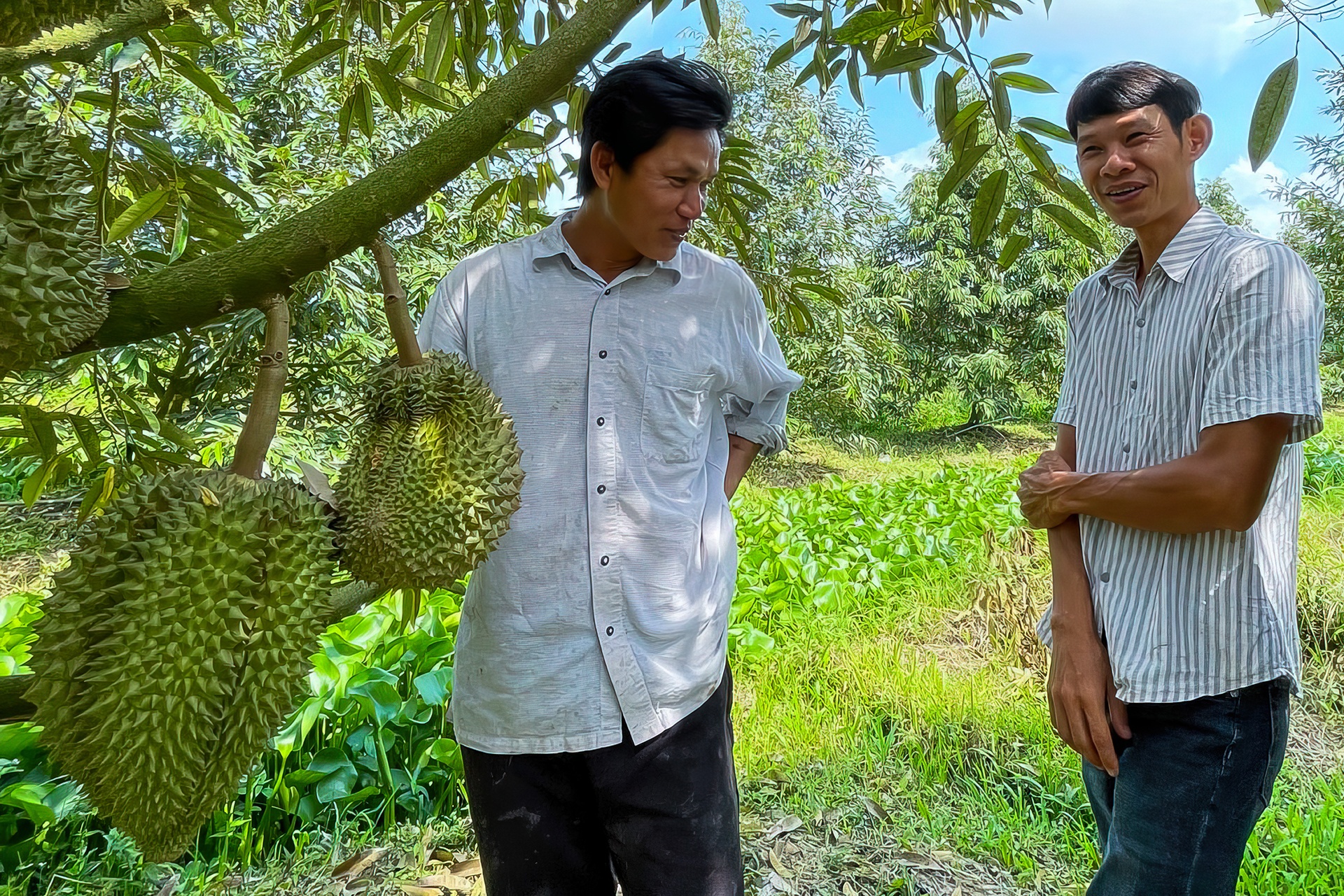 Sau rieng tien ty anh 1