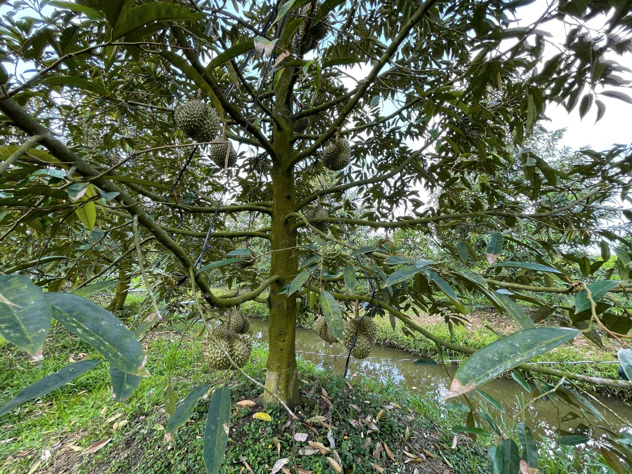 Sau rieng tien ty anh 6