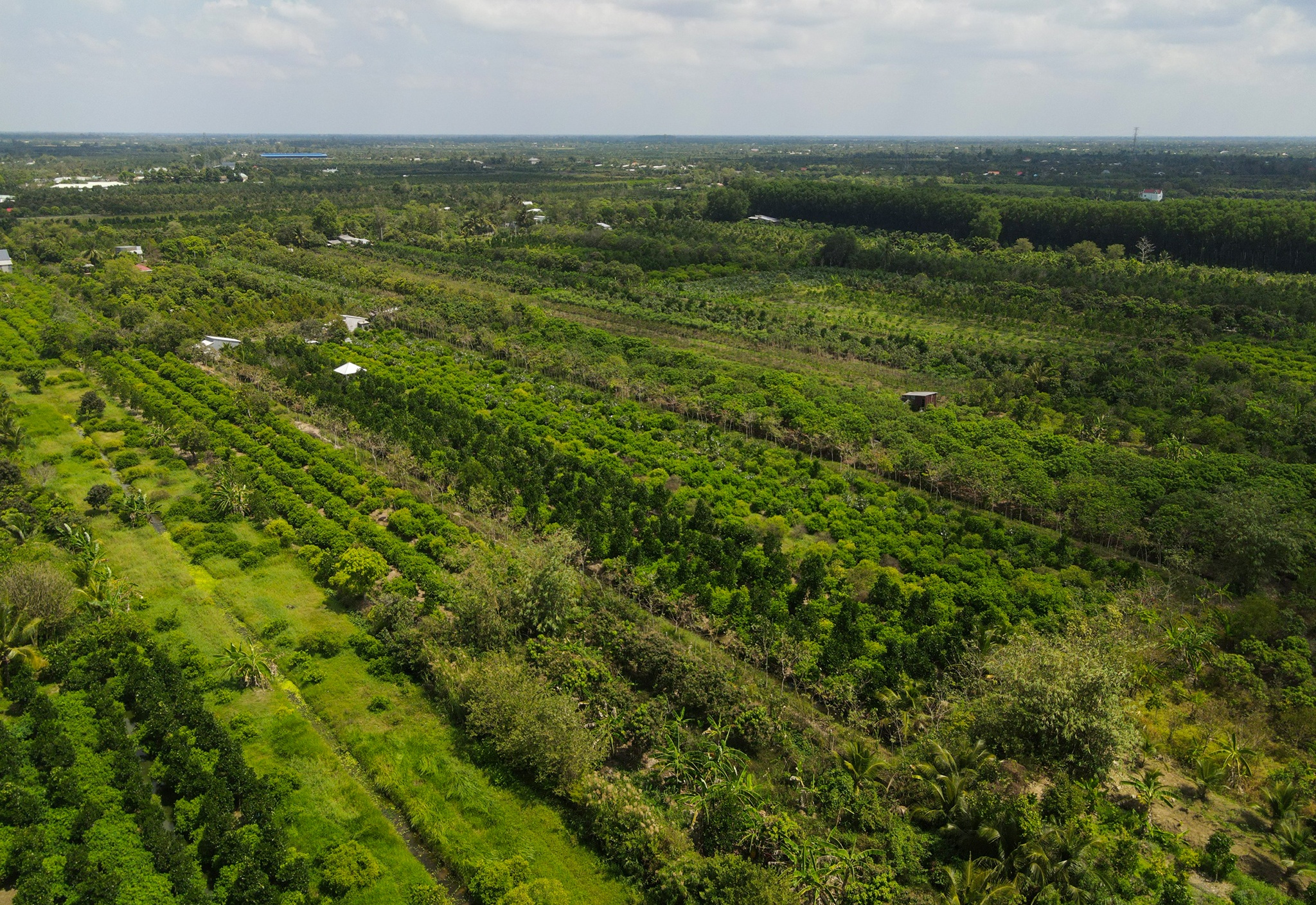 Sau rieng tien ty anh 2