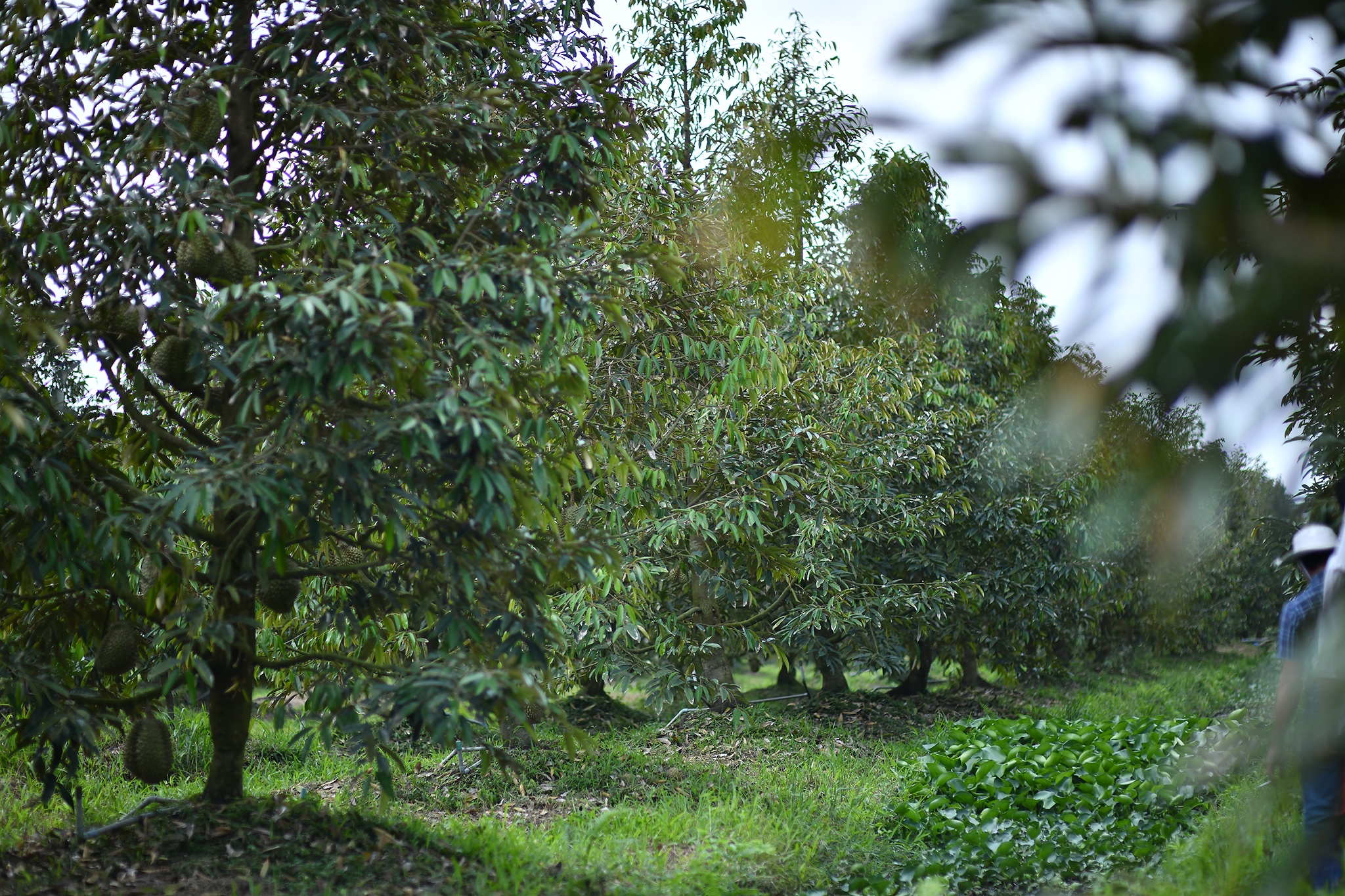 Sau rieng tien ty anh 7