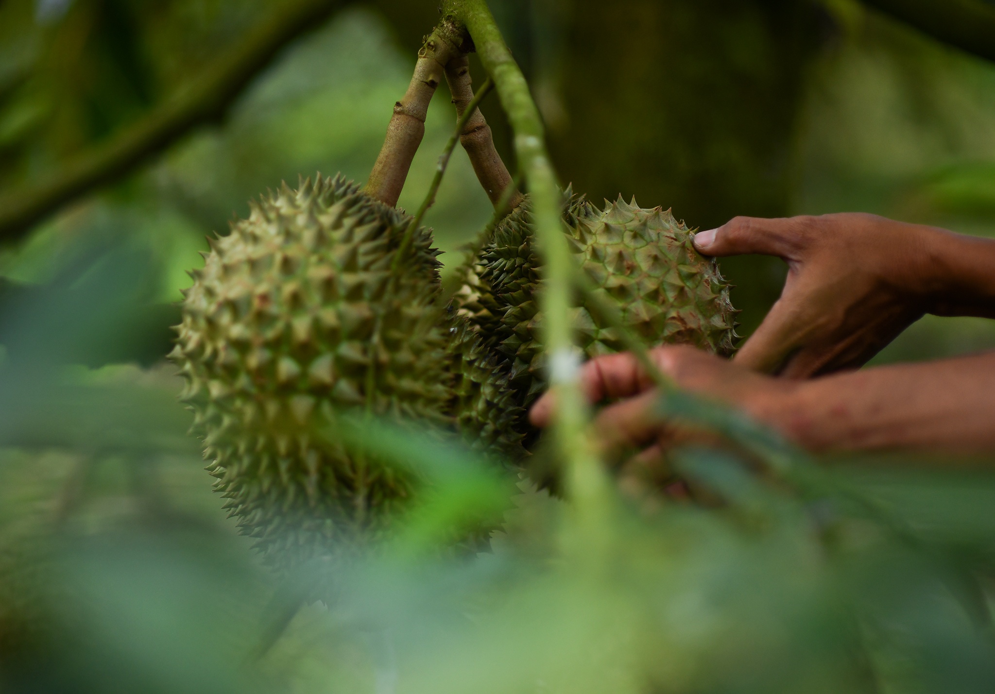 Sau rieng tien ty anh 4