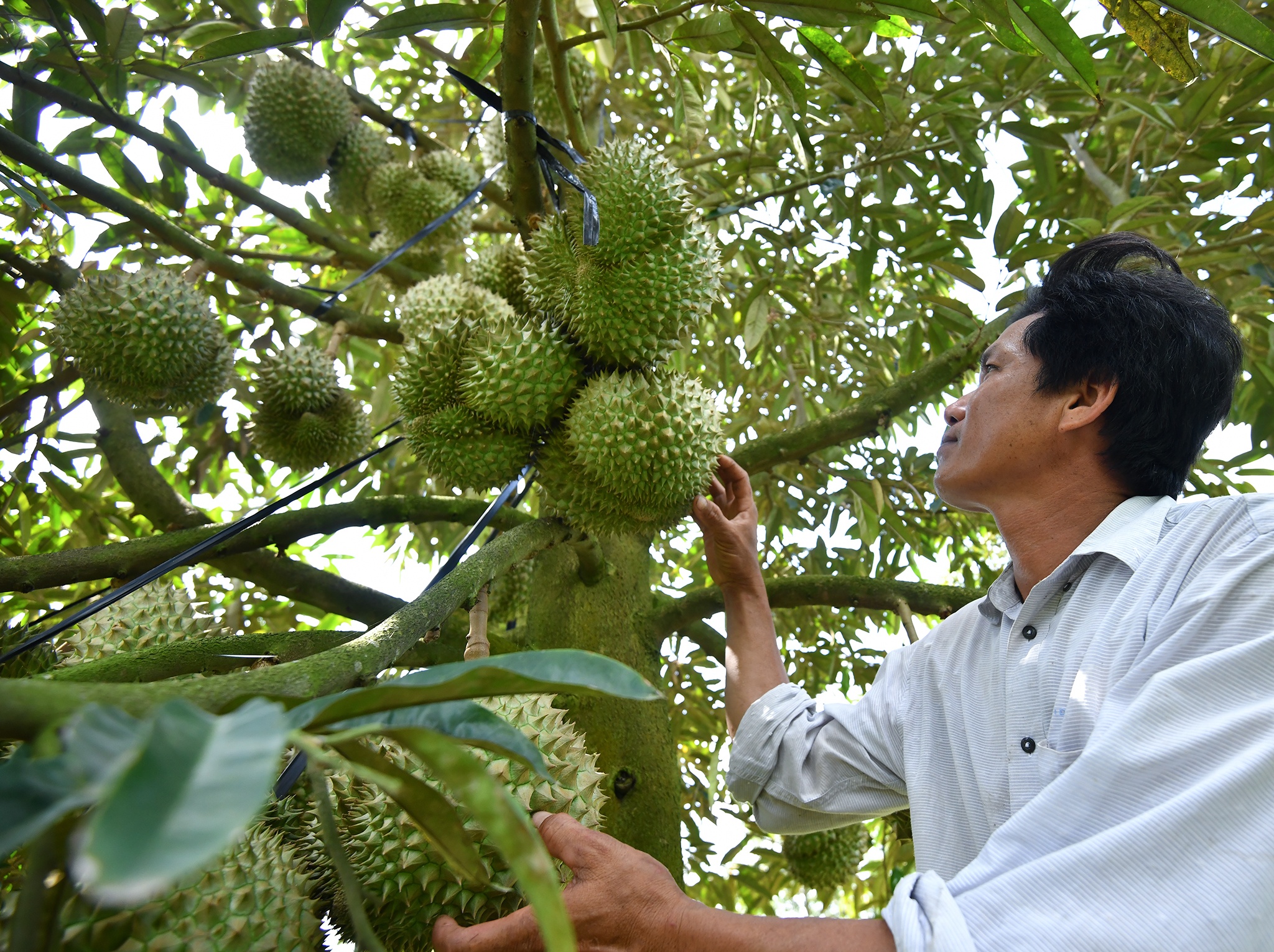 Sau rieng tien ty anh 5