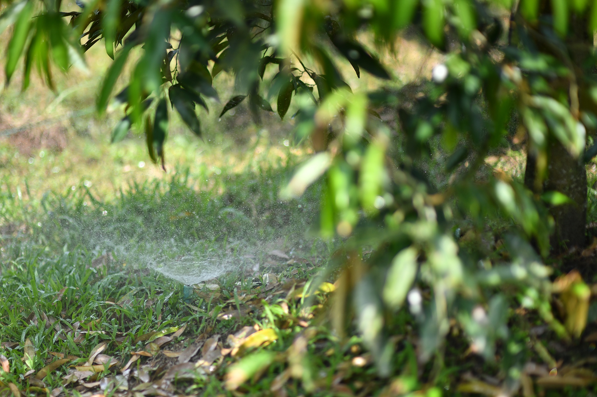 Sau rieng tien ty anh 8