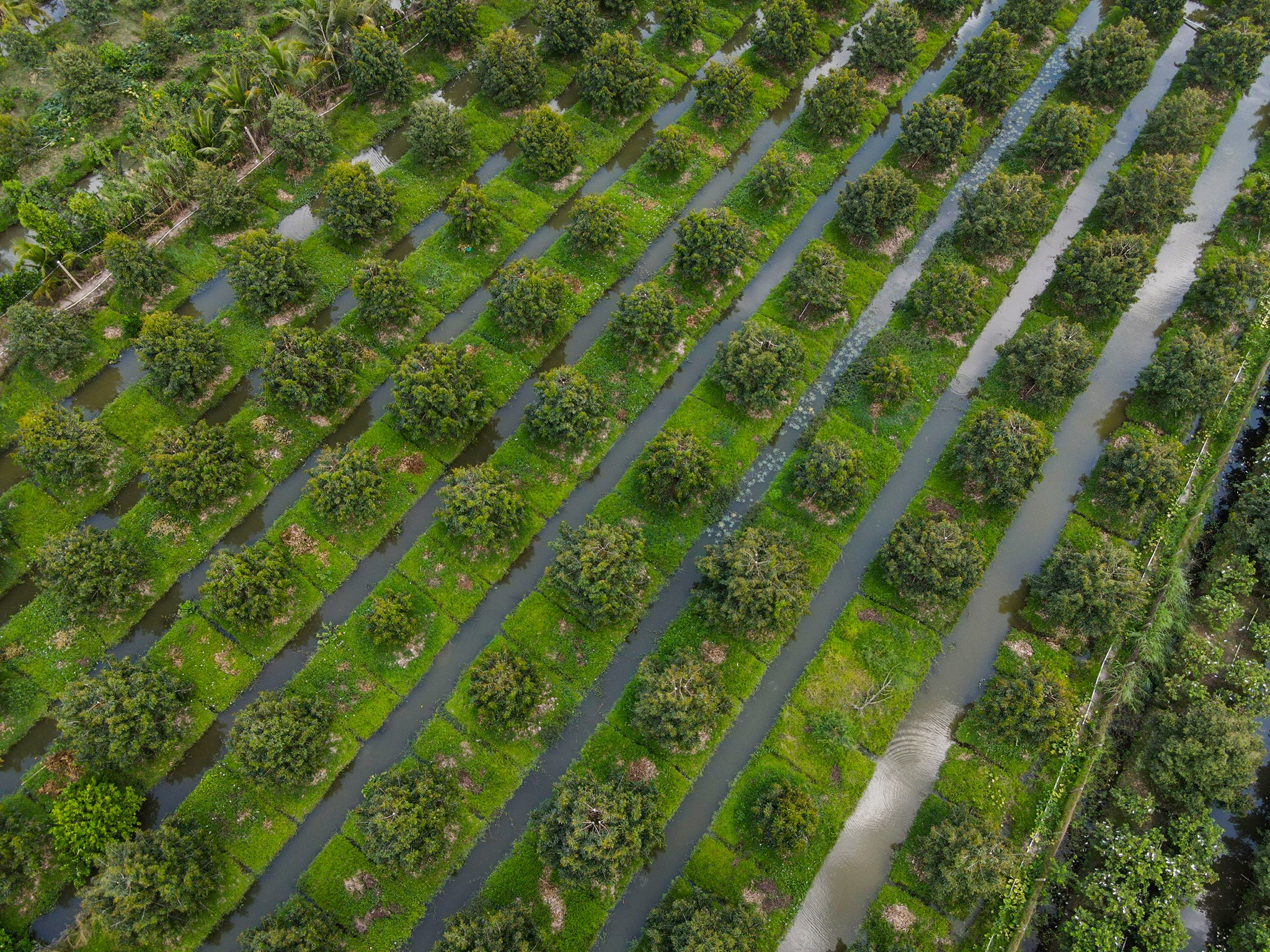 Sau rieng tien ty anh 12