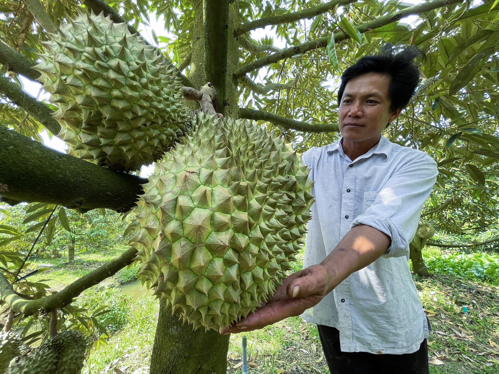 Sau rieng tien ty anh 9