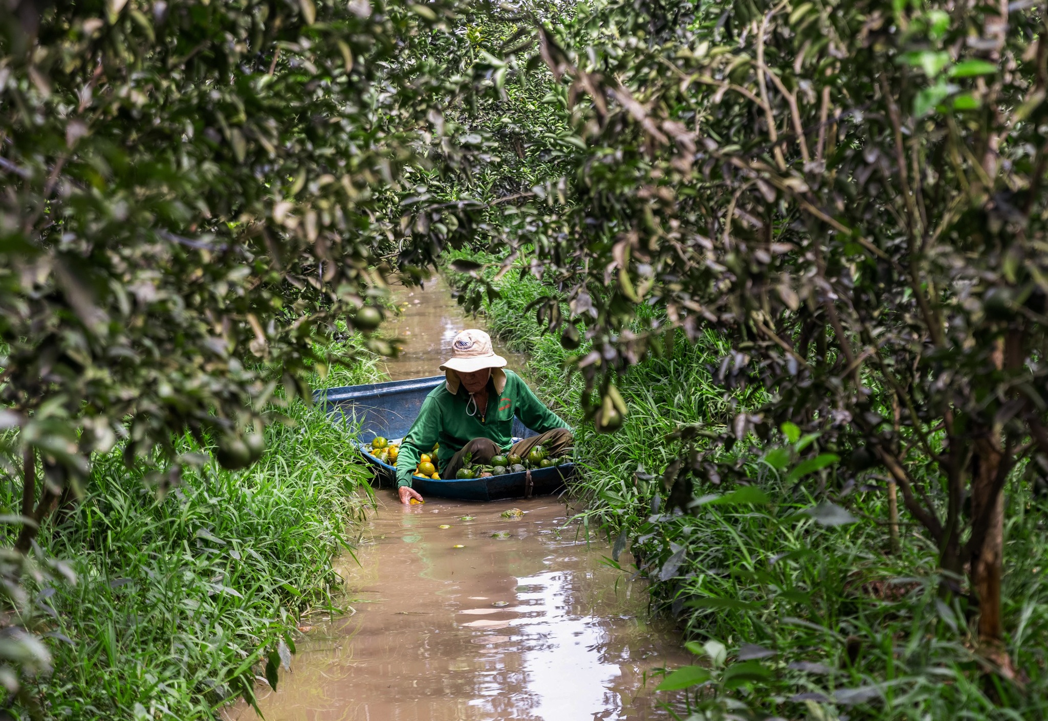 ban thao cam sanh anh 4