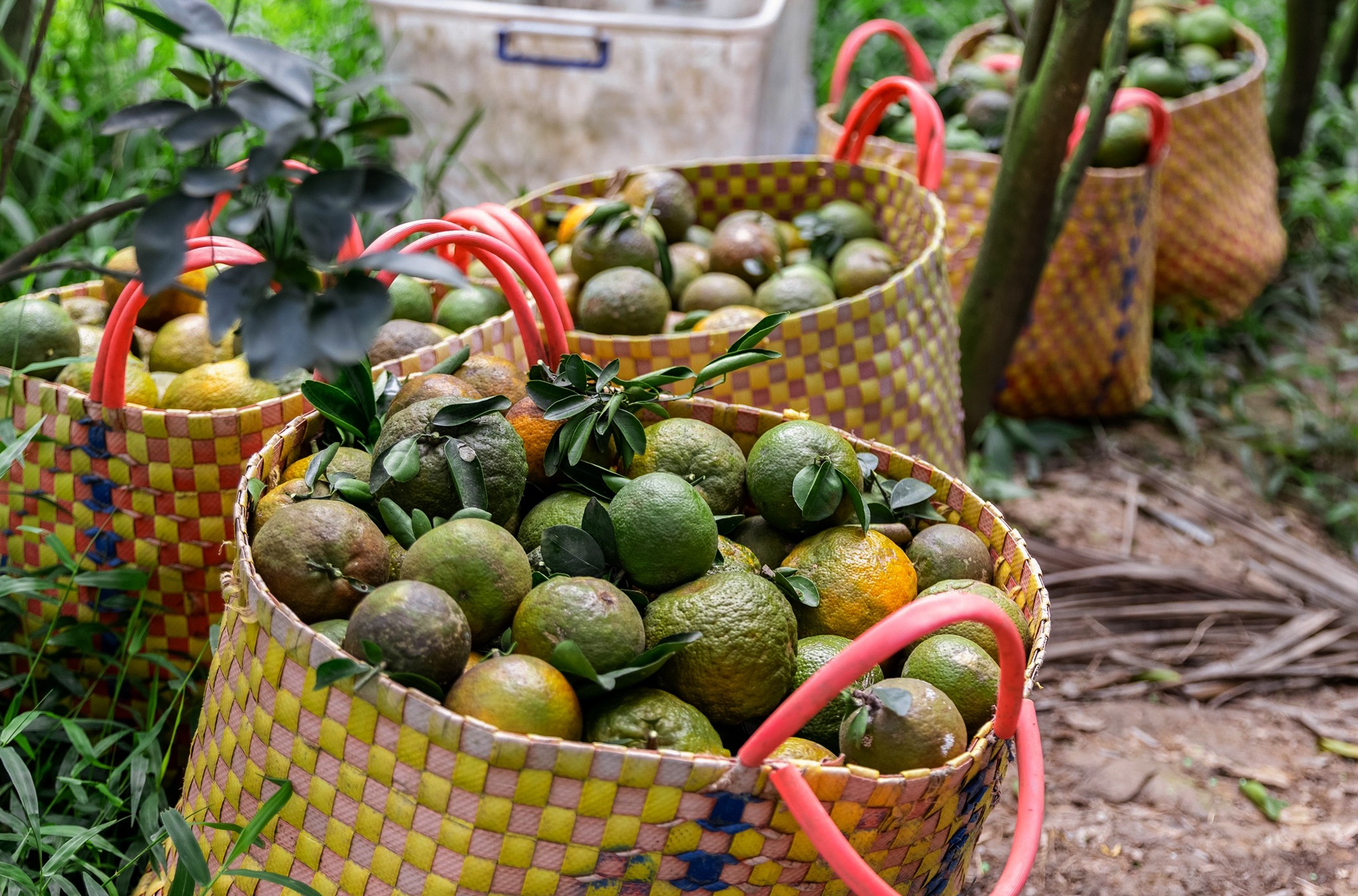 ban thao cam sanh anh 3