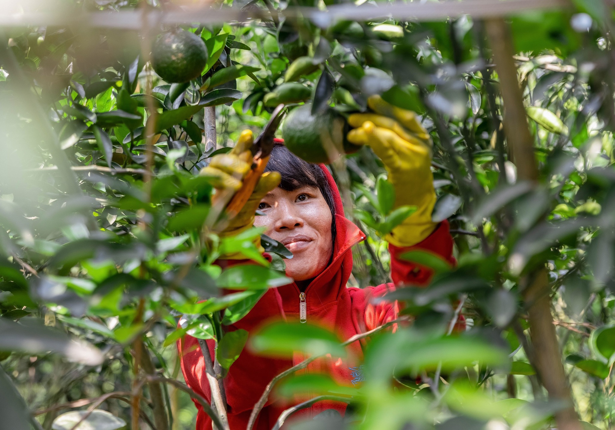 ban thao cam sanh anh 2