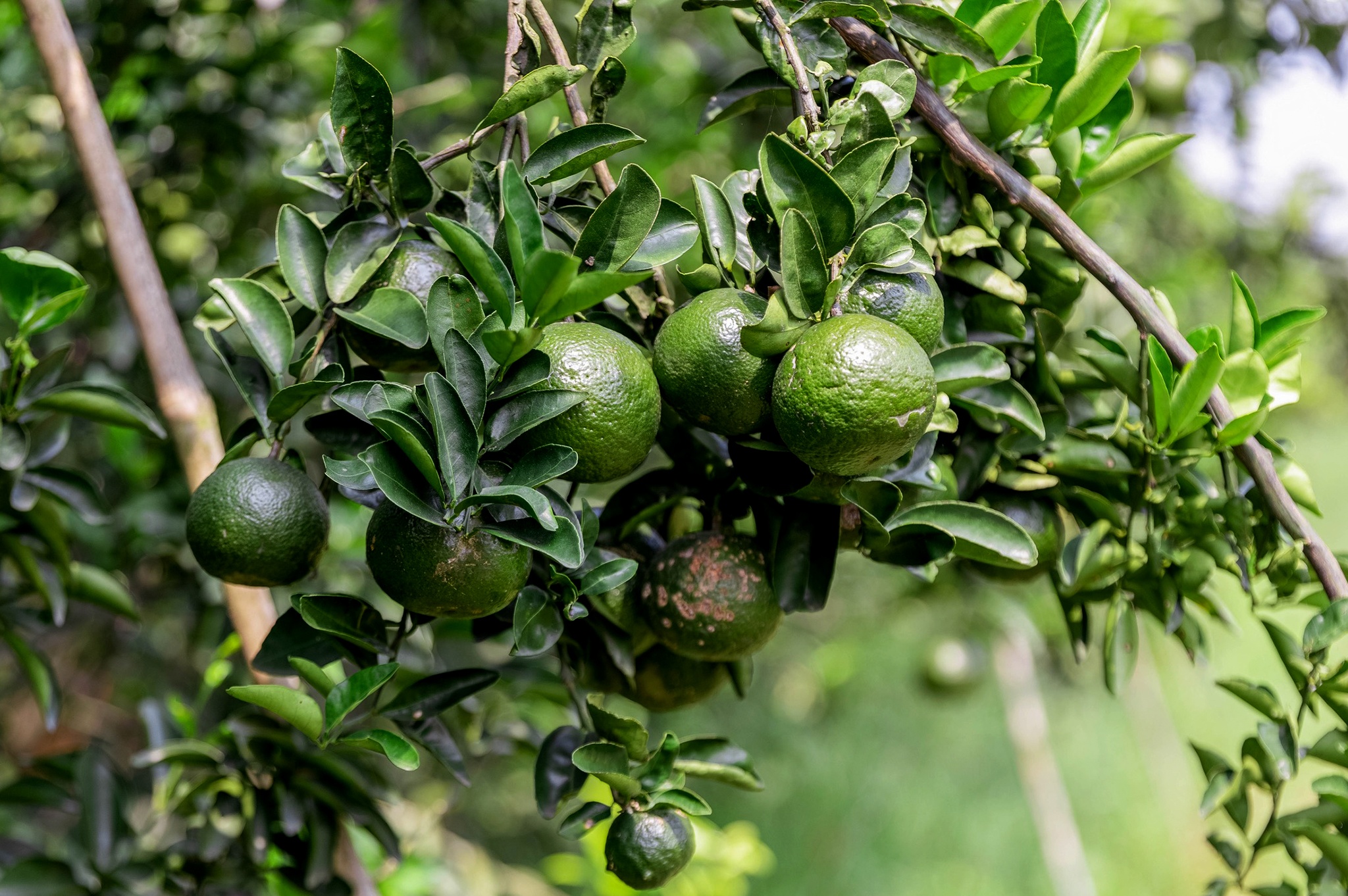 ban thao cam sanh anh 5