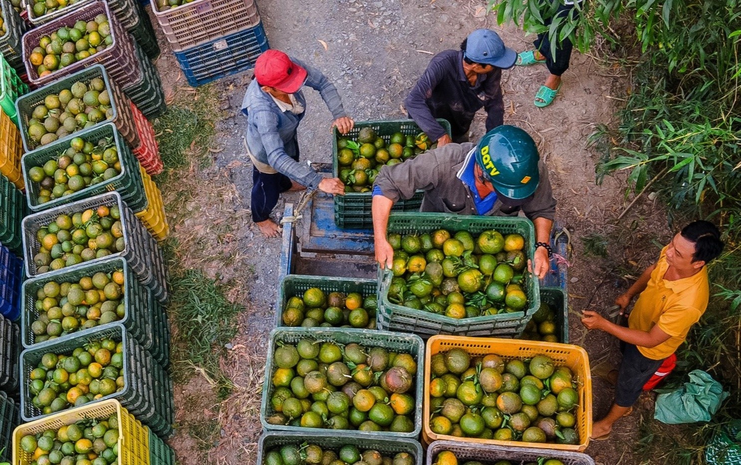 Nha vuon mien Tay ban thao cam sanh hinh anh