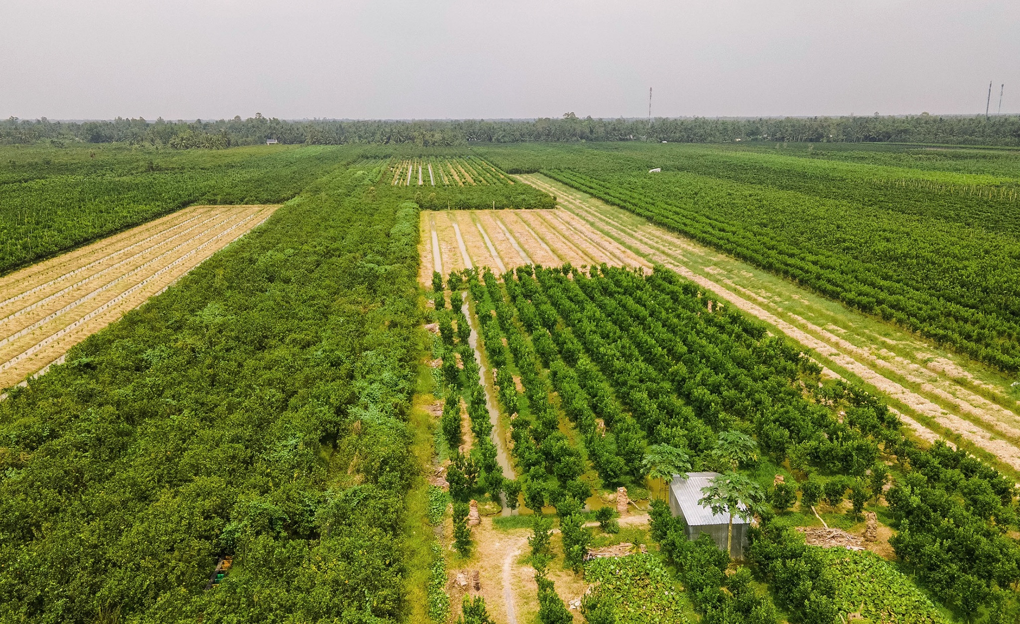 ban thao cam sanh anh 9