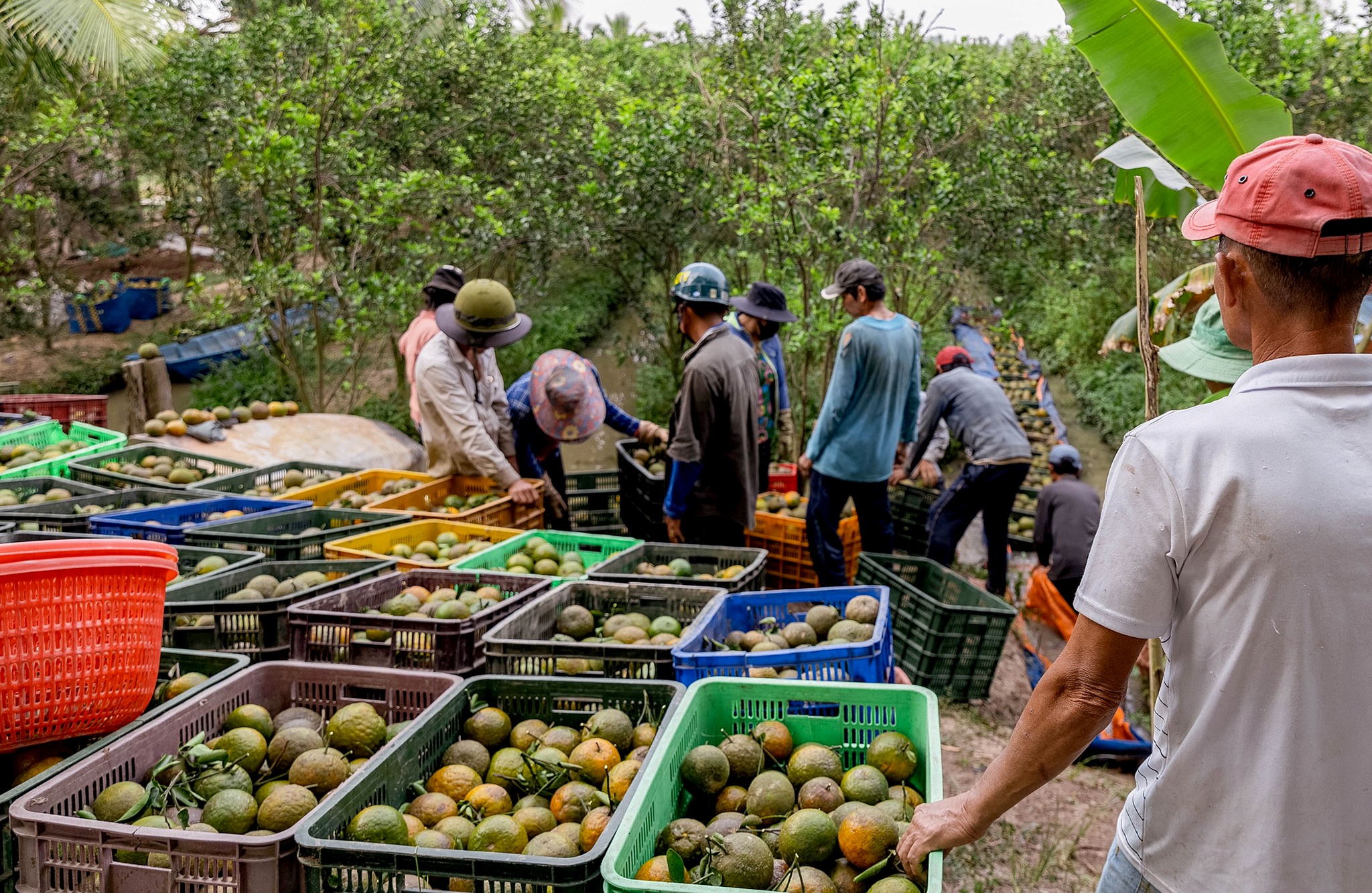 ban thao cam sanh anh 8