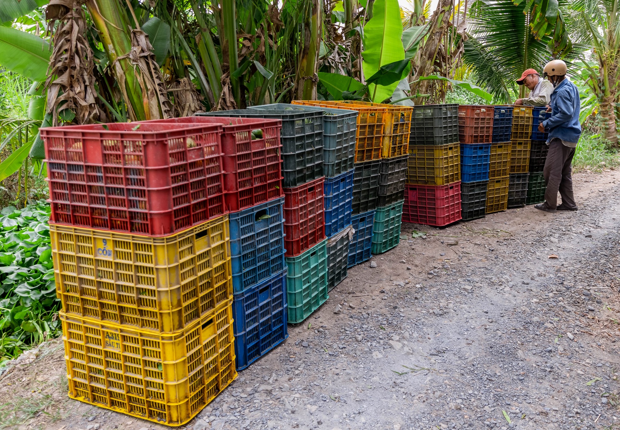 ban thao cam sanh anh 7