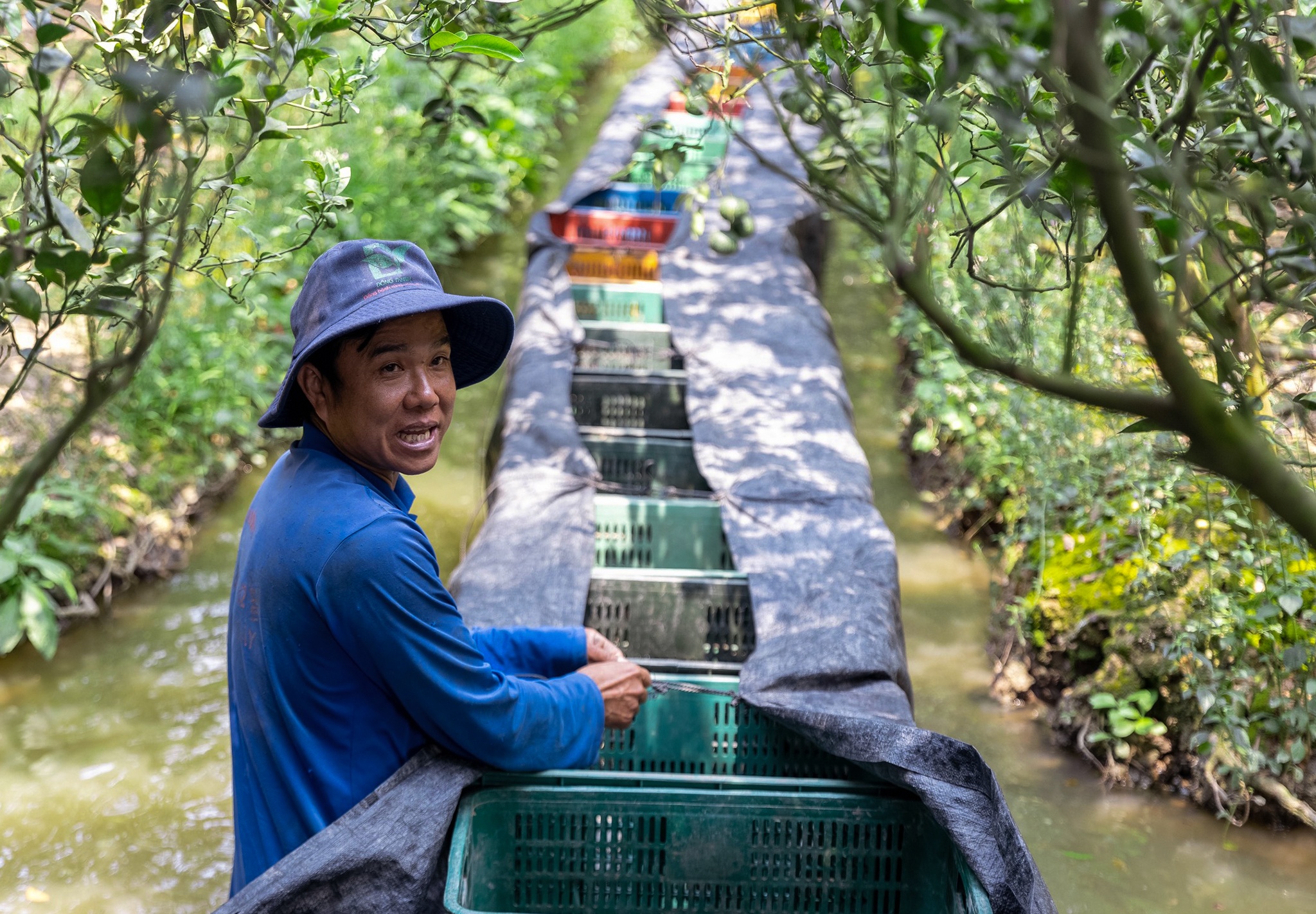 ban thao cam sanh anh 6