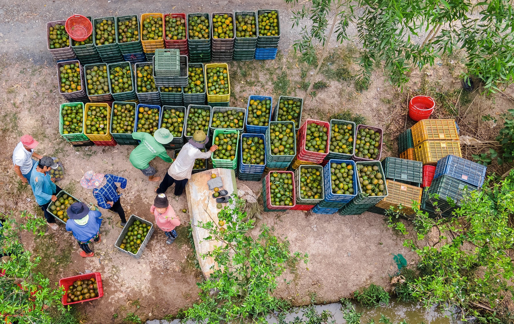 ban thao cam sanh anh 1