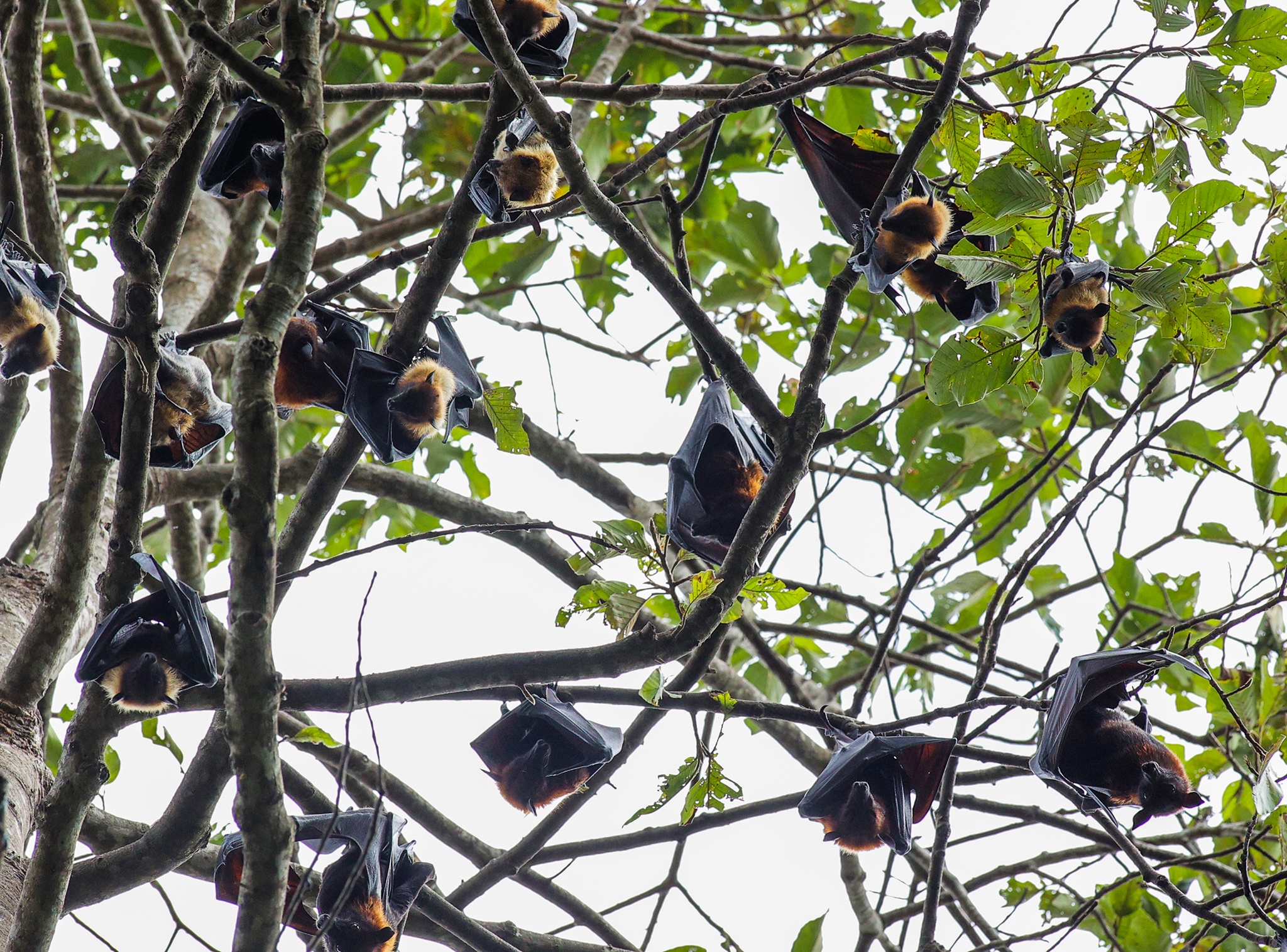 Chua Khmer Soc Trang anh 10
