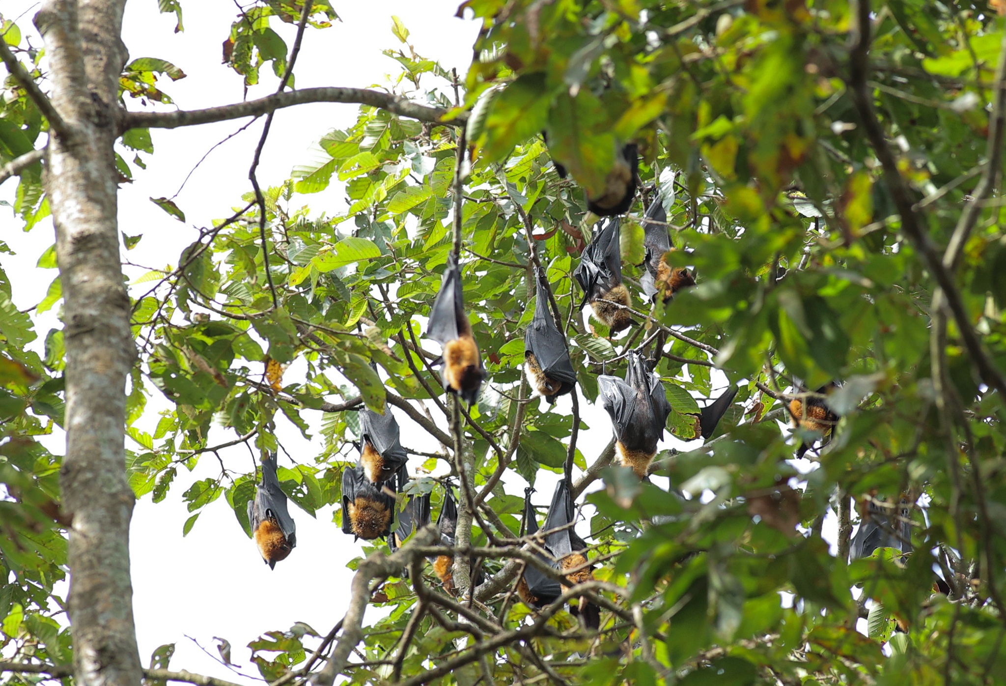 Chua Khmer Soc Trang anh 9