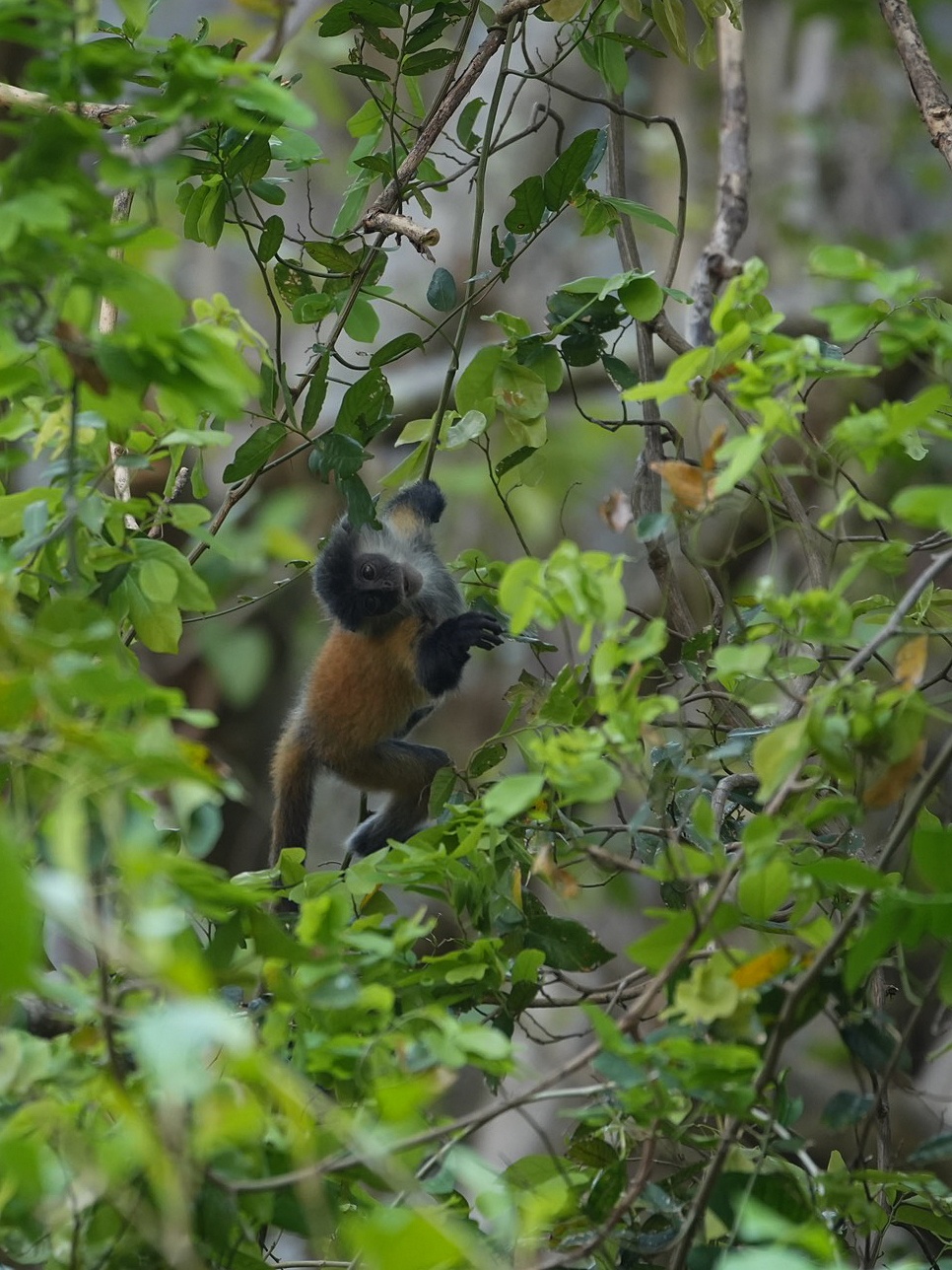 Vooc bac Duong Dong anh 6