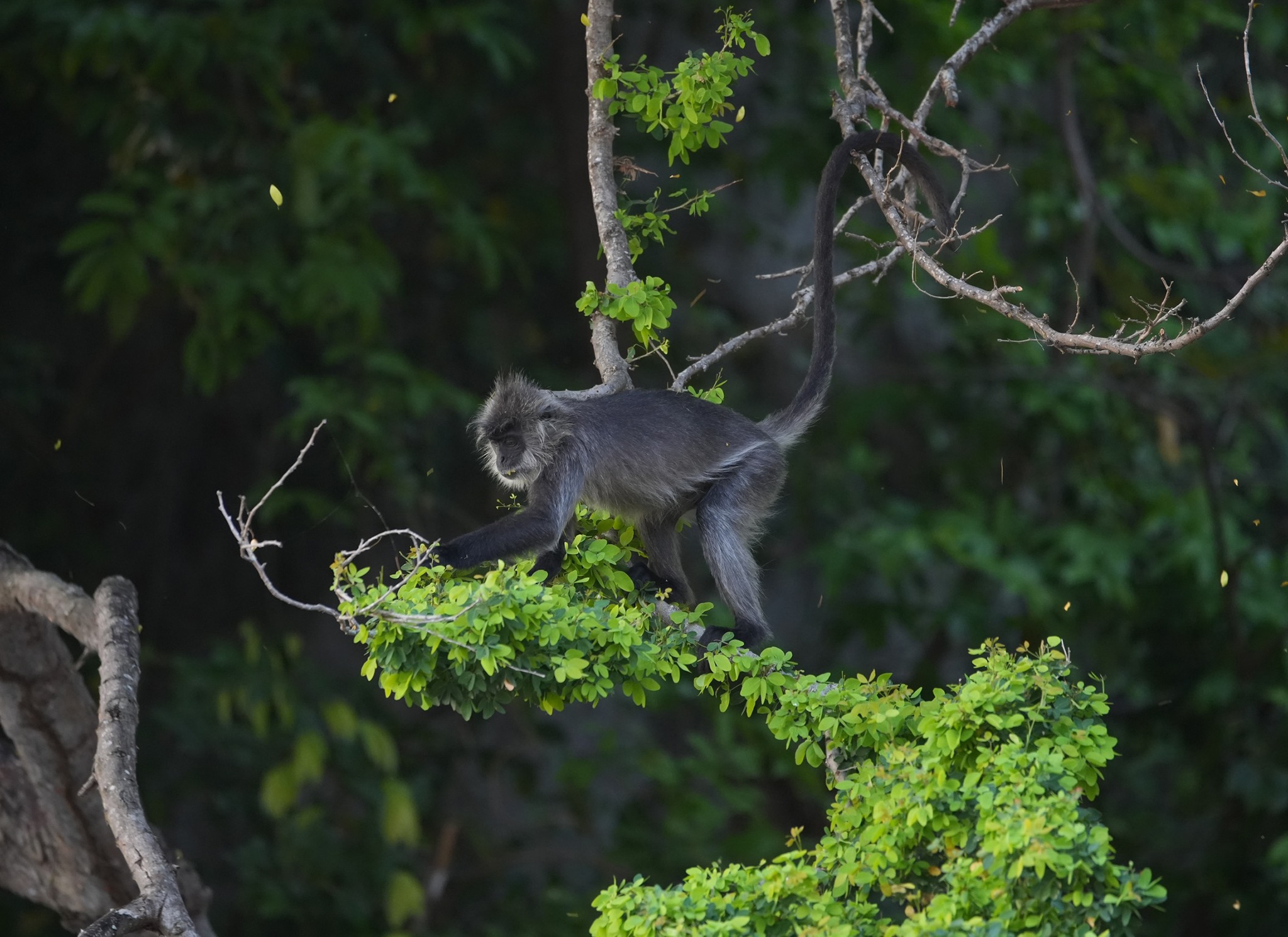 Vooc bac Duong Dong anh 1