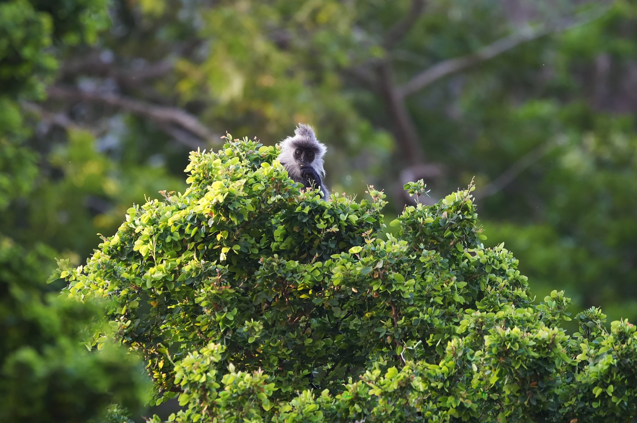 Vooc bac Duong Dong anh 12