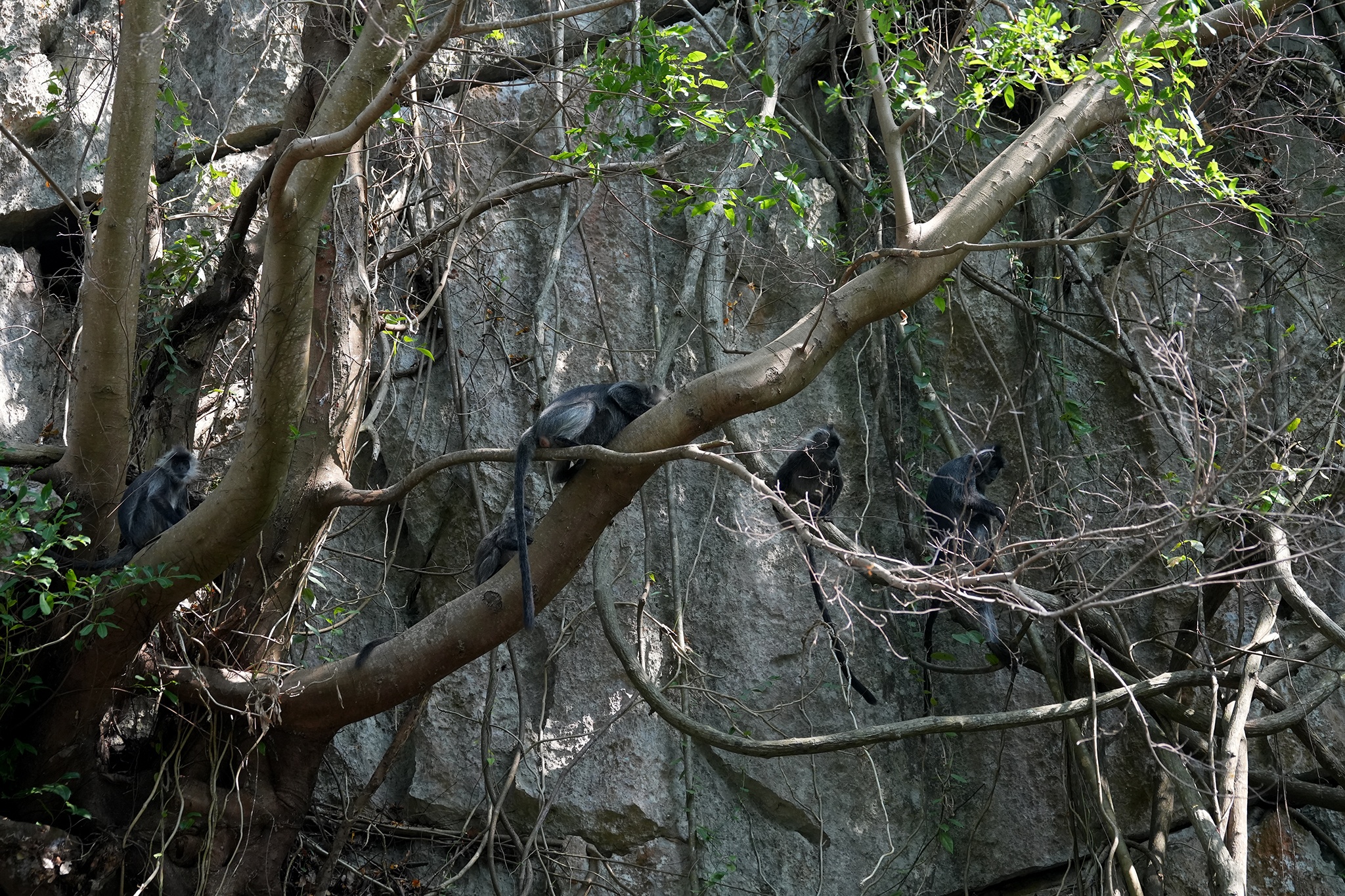 Vooc bac Duong Dong anh 8