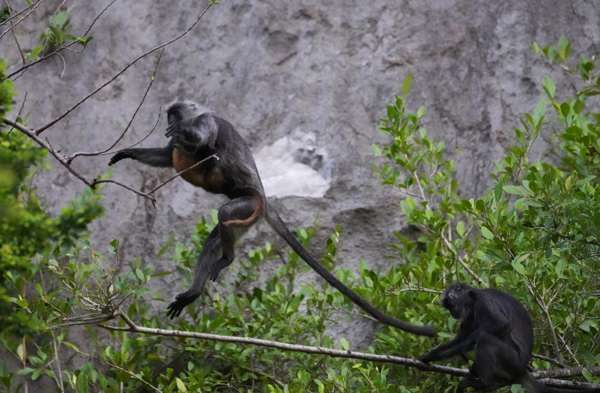Vooc bac Duong Dong anh 10